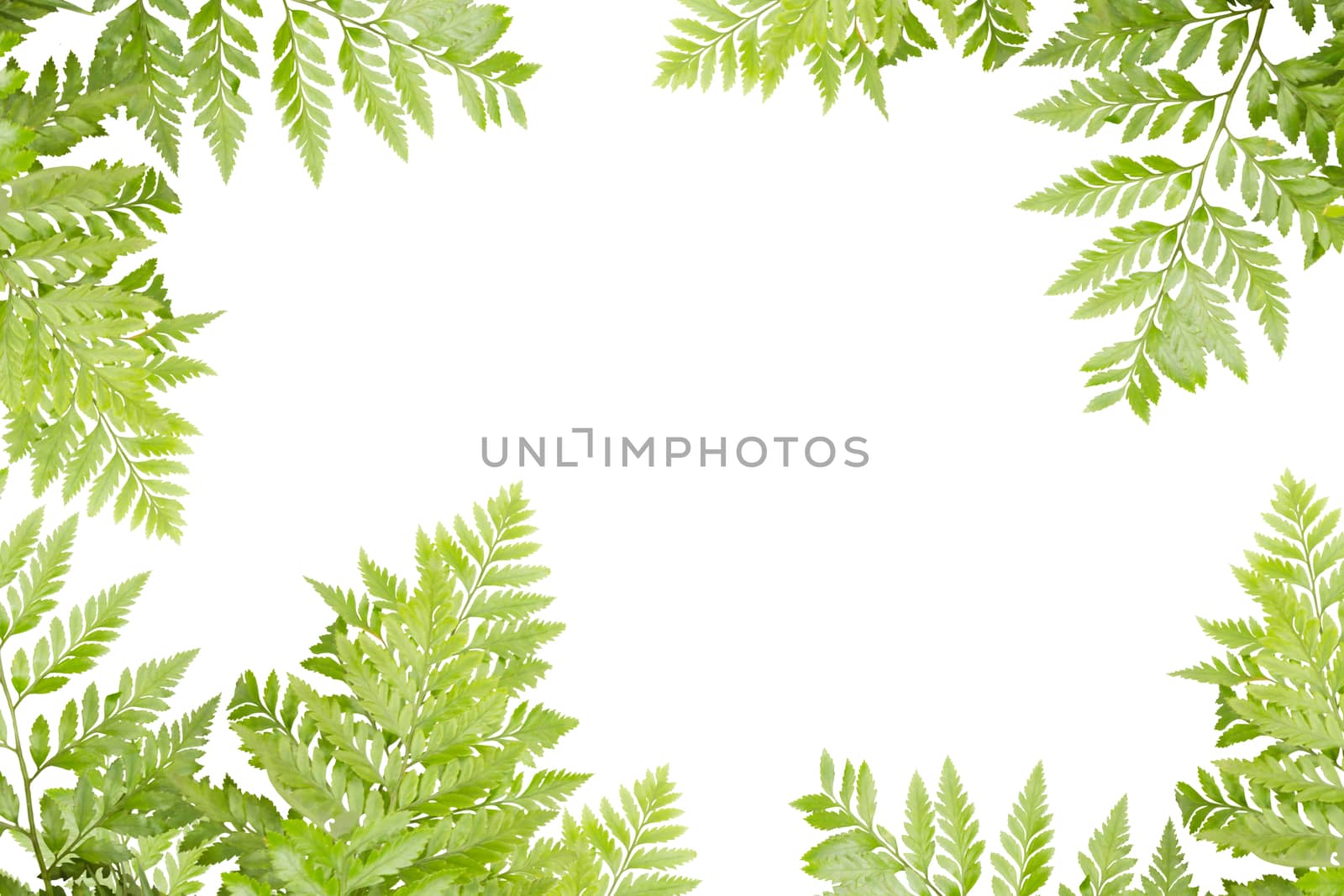 Green Leaves For Frame On White Background, Nature Border by rakoptonLPN