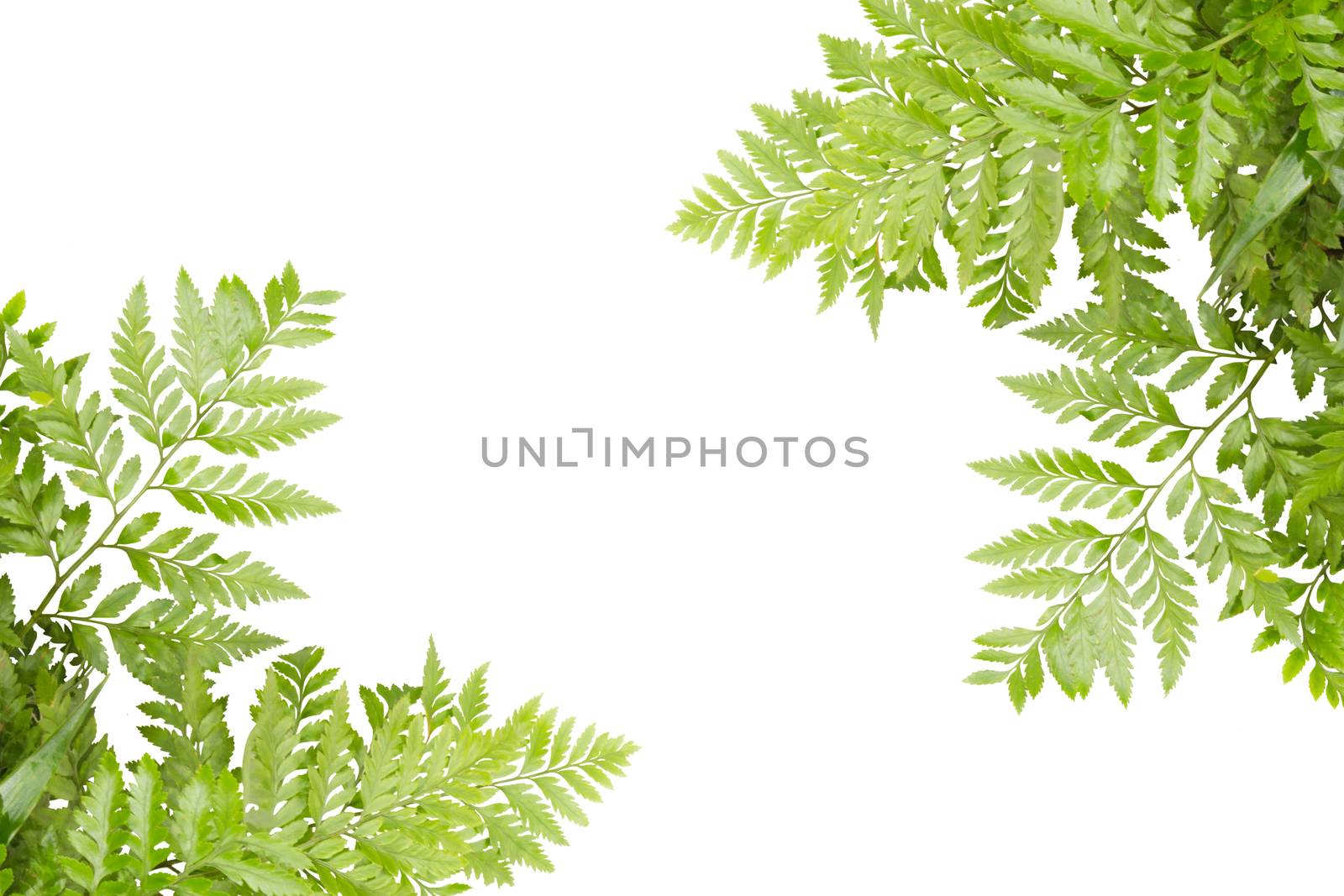 Green Leaves For Frame On White Background, Nature Border by rakoptonLPN