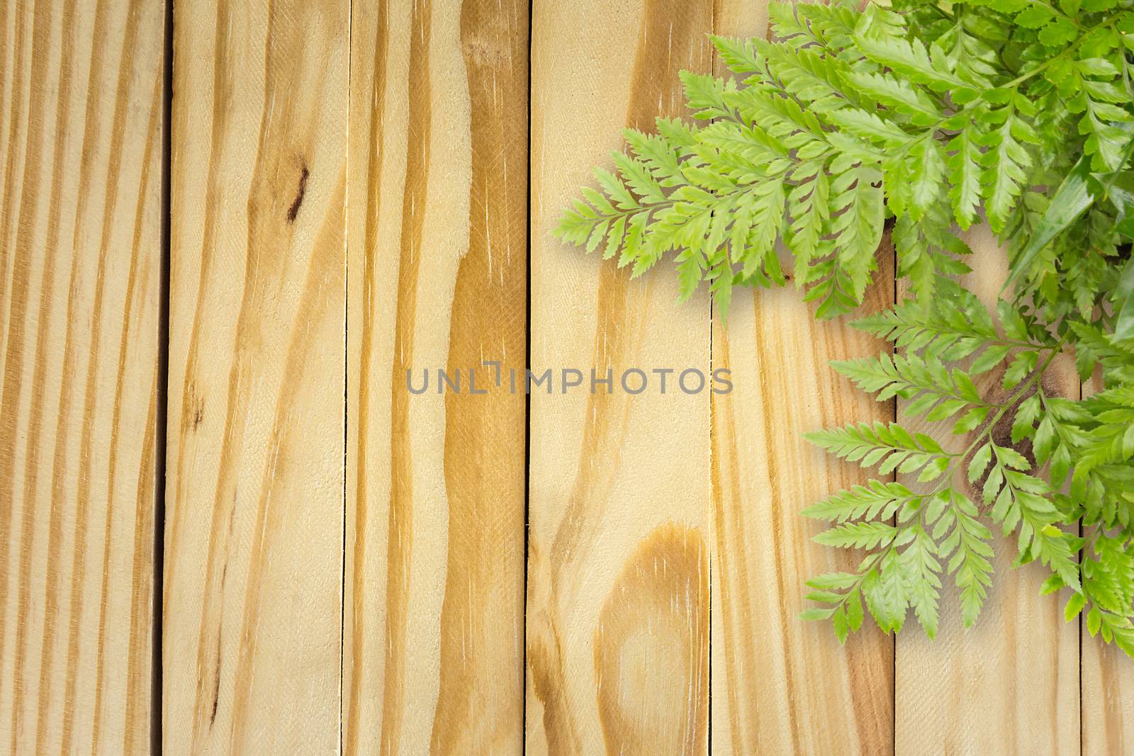 Green Leaves On Wooden With Spaces For Text, Nature Border by rakoptonLPN