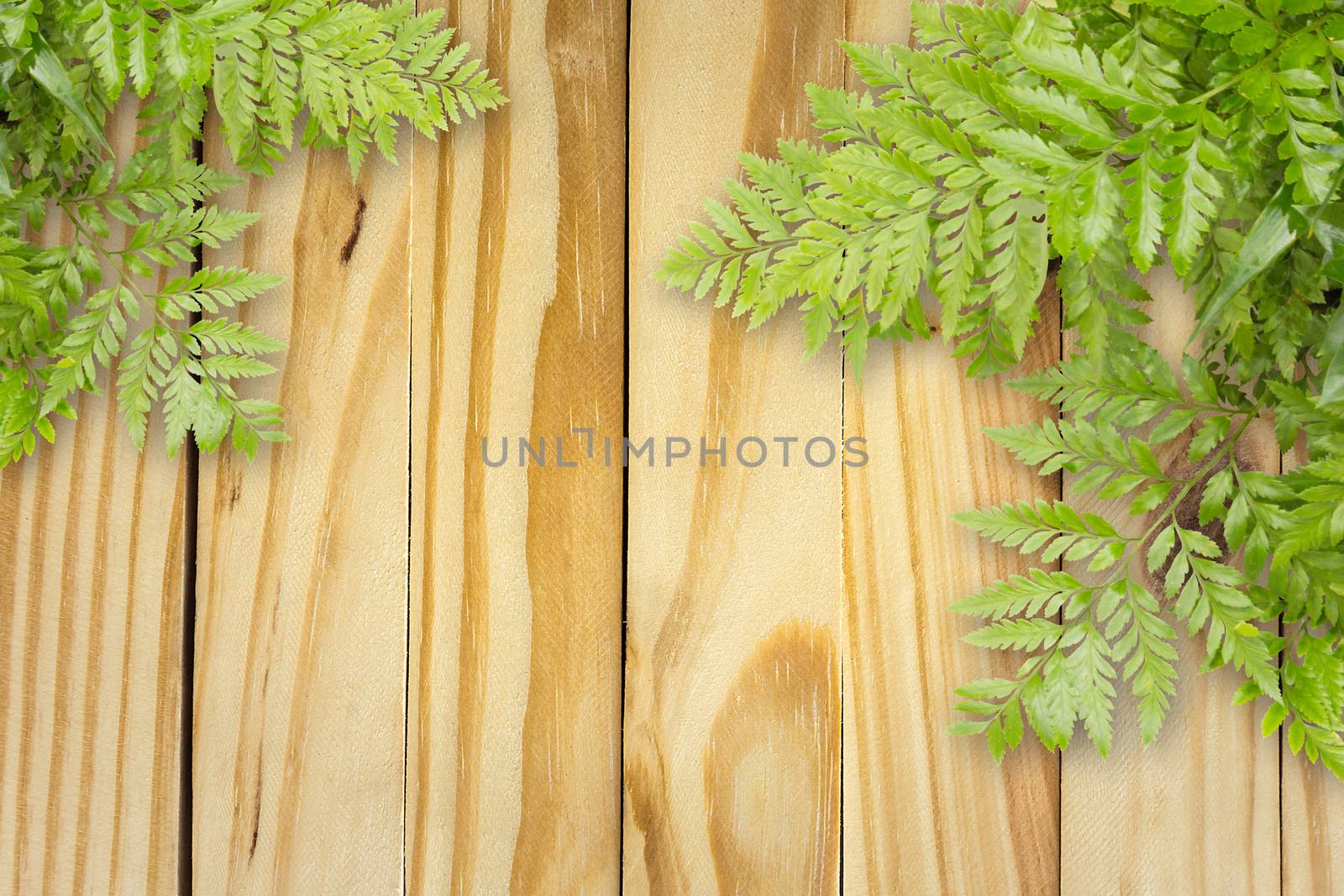 Green Leaves On Wooden With Spaces For Text, Nature Border