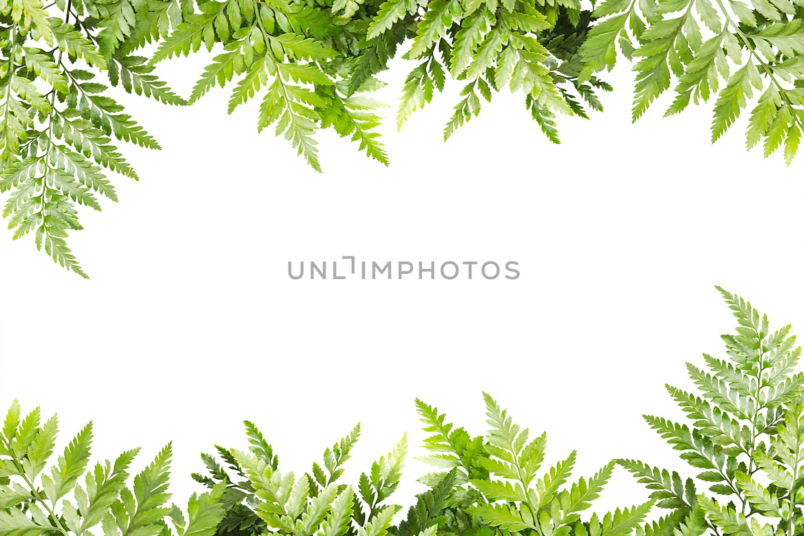 green leaves for frame on white background, nature border