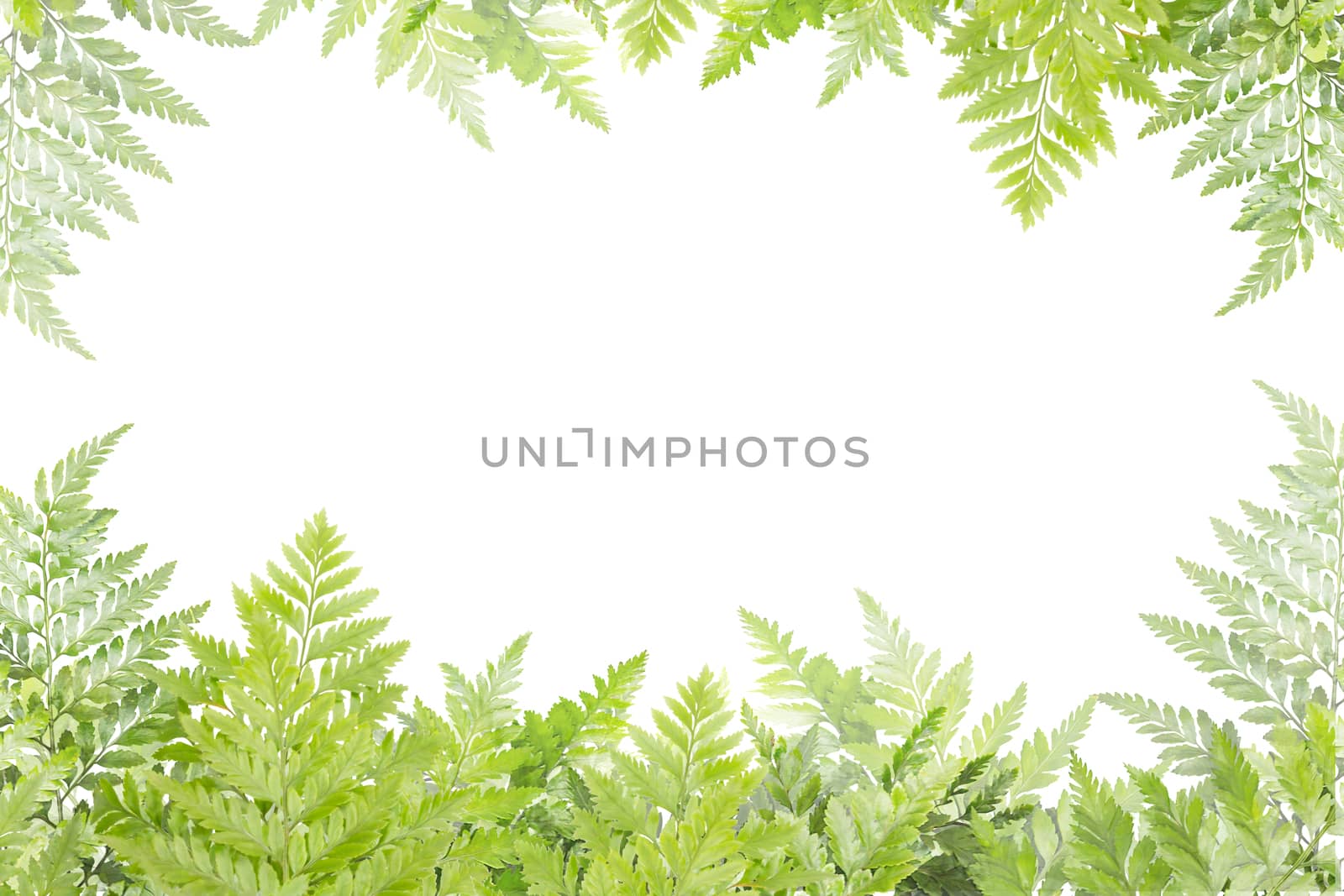 green leaves for frame on white background, nature border by rakoptonLPN