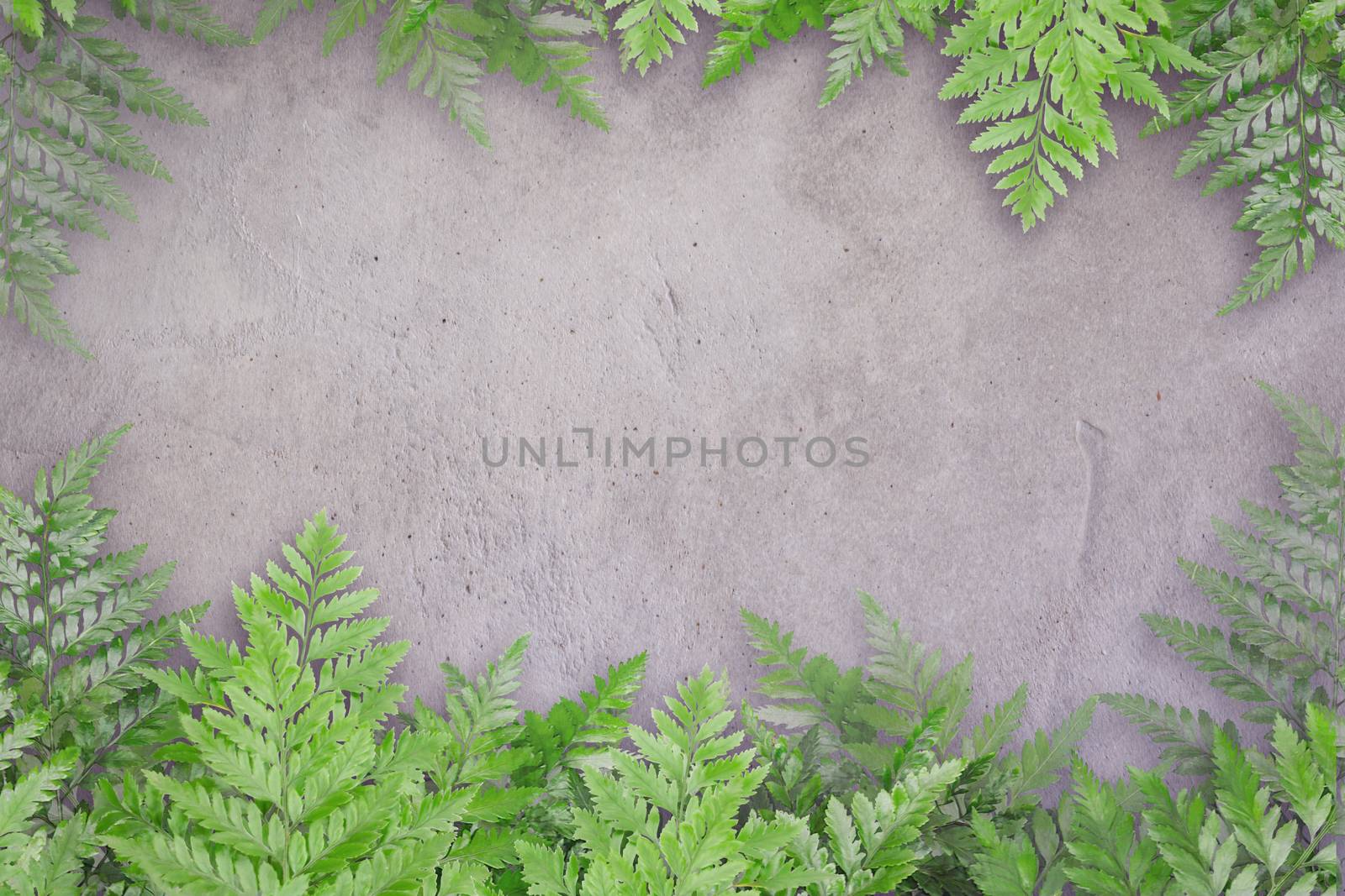 Green leaves on the concrete with spaces for text, Nature Border