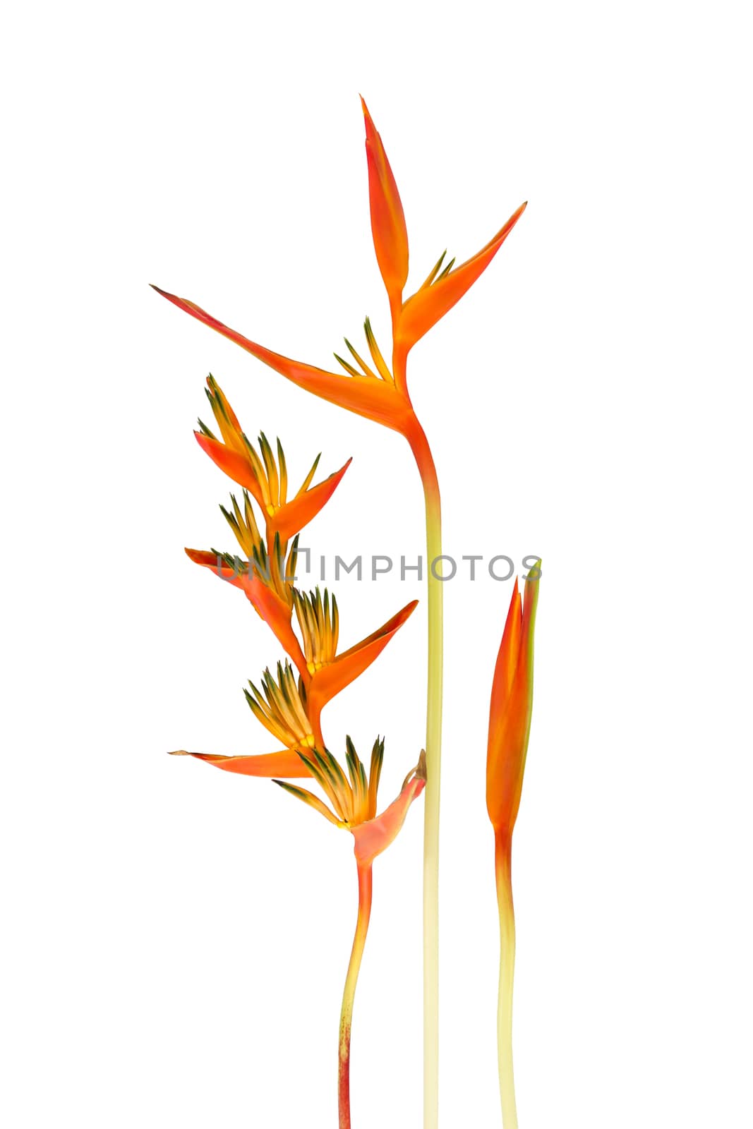 Beautiful Red, Yellow And Orange Heliconia (Heliconia Spp.) Flower Isolated On White Background, Tropical Vivid Color Flower And Leaf On White Background, Heliconia Or Bird Of Paradise Flower by rakoptonLPN