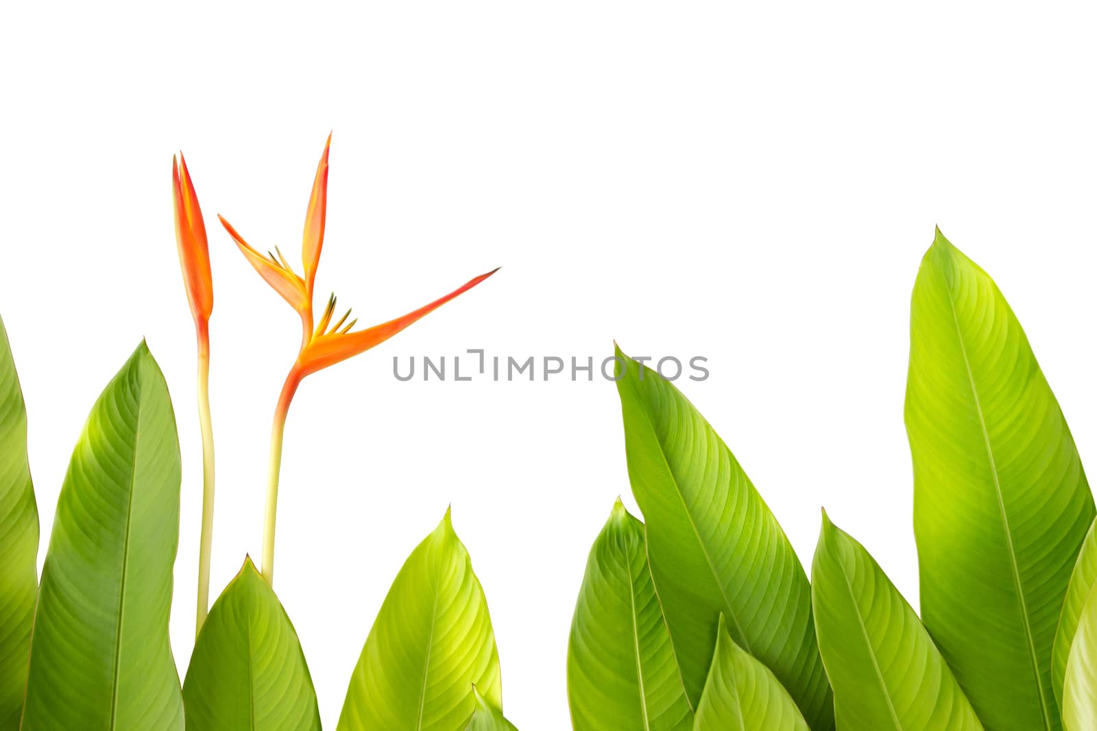 Beautiful Red, Yellow And Orange Heliconia (Heliconia spp.) Flower And Green Leaf, Tropical Vivid Color Flower On White Background, Heliconia Or Bird Of Paradise Flower