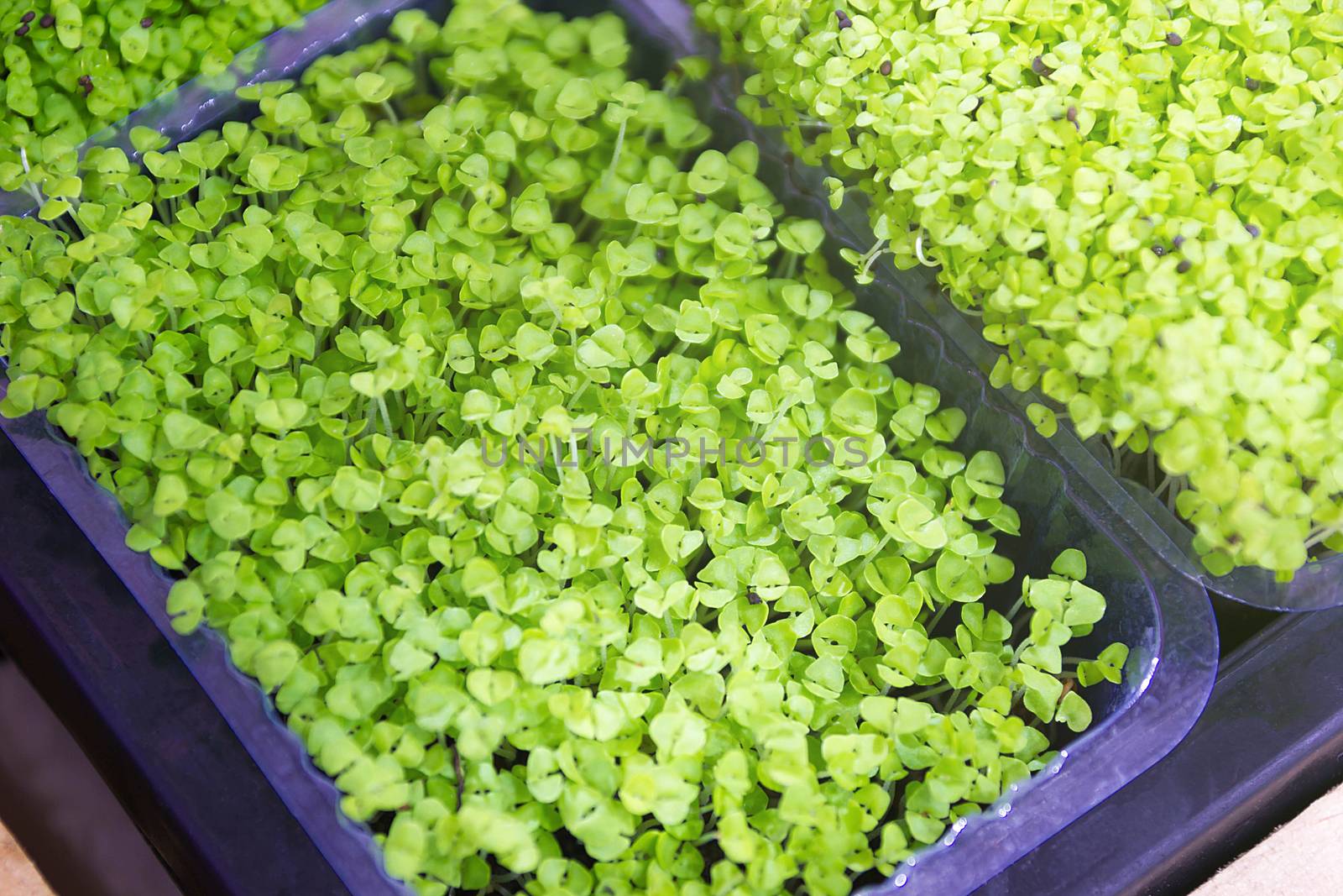 Microgreens Vegetables, Health Food by rakoptonLPN