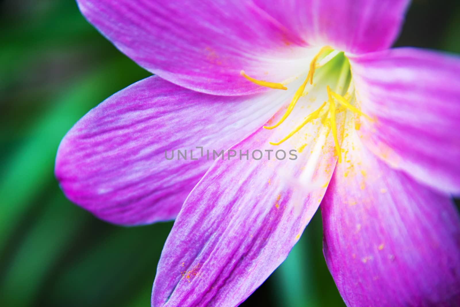 Close-up of Rain Lily ,Fairy Lily, Little Witches In The Nature. by rakoptonLPN