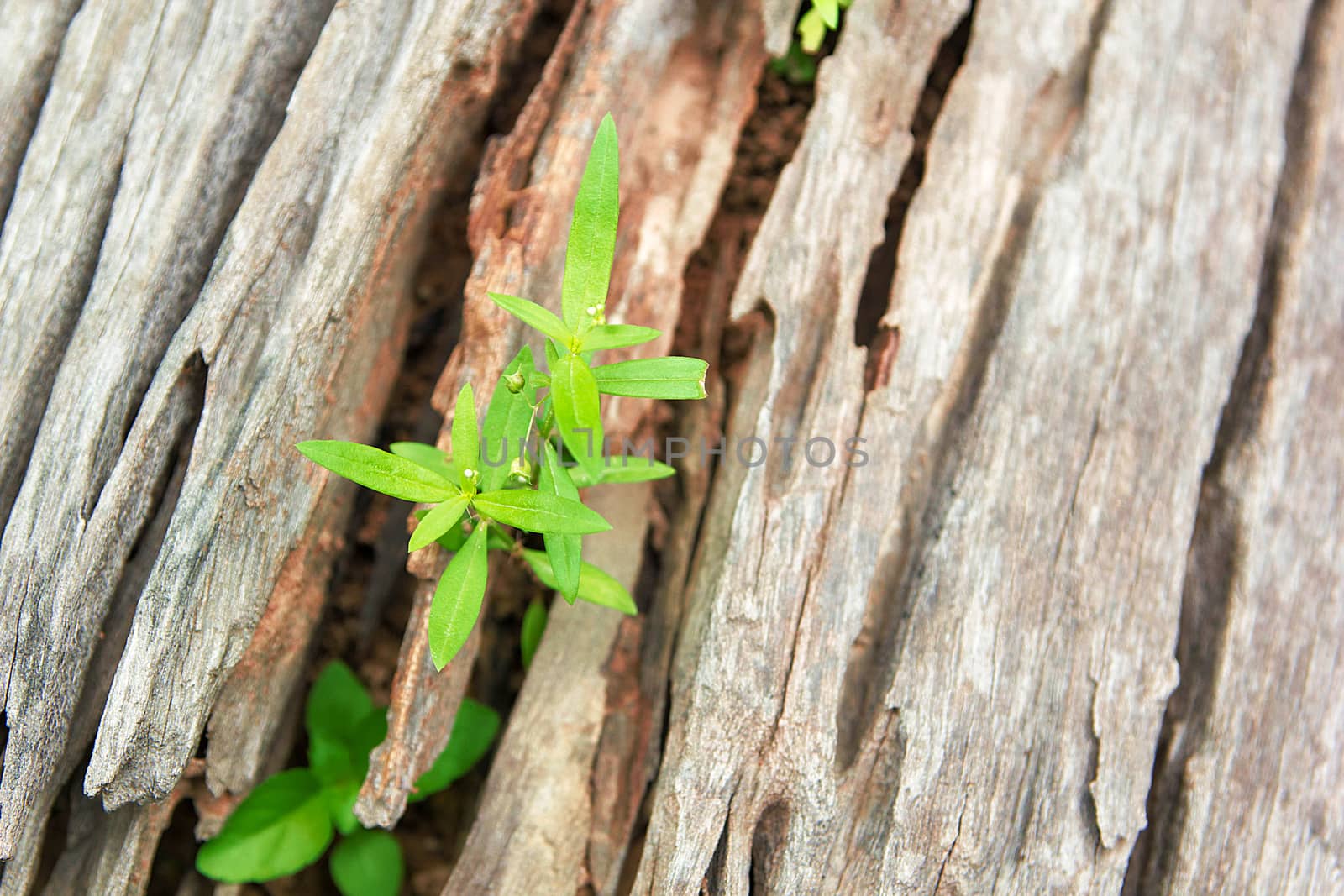 Young Plant Growing On The Old Wooden Tree, New Life Idea Concept With Seedling Growing (Tree), Growing Concept.