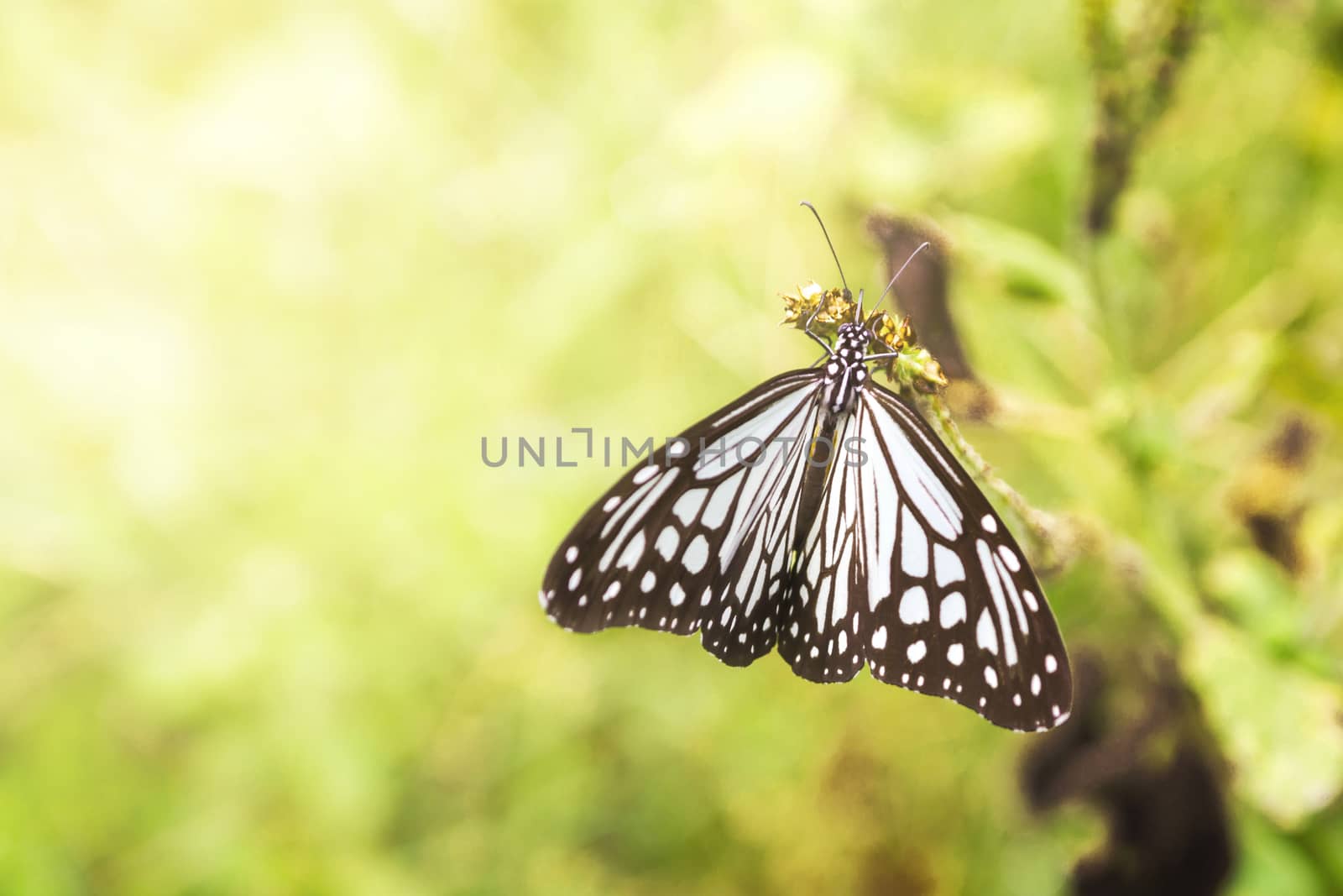 Beautiful Butterfly Catch On Flowers With Bokeh Background Light, Natural For Background.
