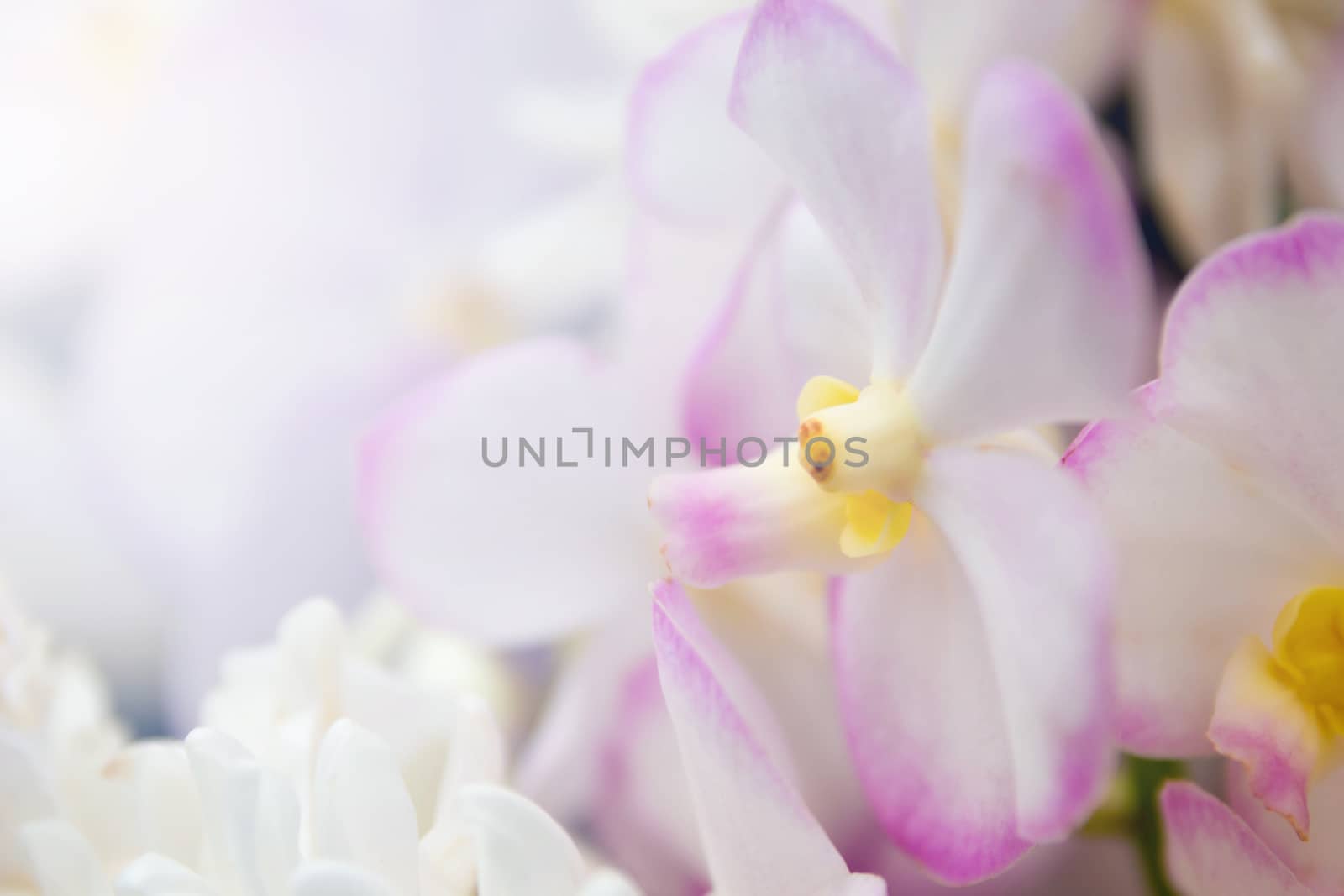 Orchid In The Garden With Bokeh Light, Bouquet Of Fresh Spring W by rakoptonLPN