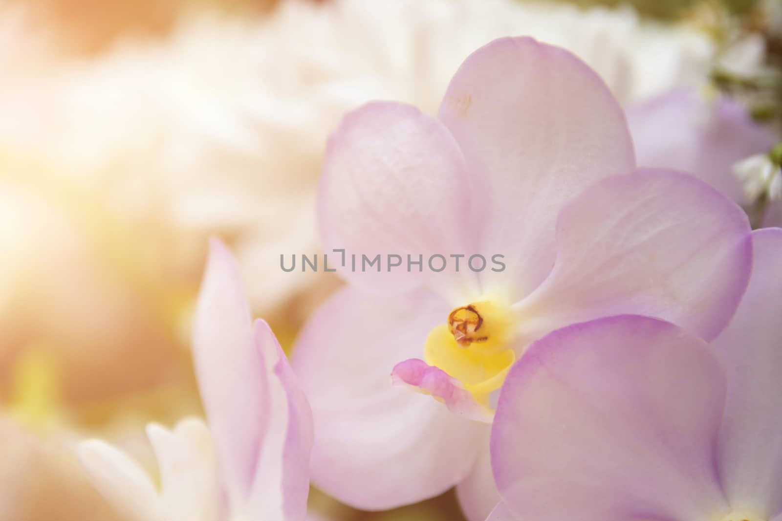 Orchid In The Garden With Bokeh Light, Bouquet Of Fresh Spring W by rakoptonLPN