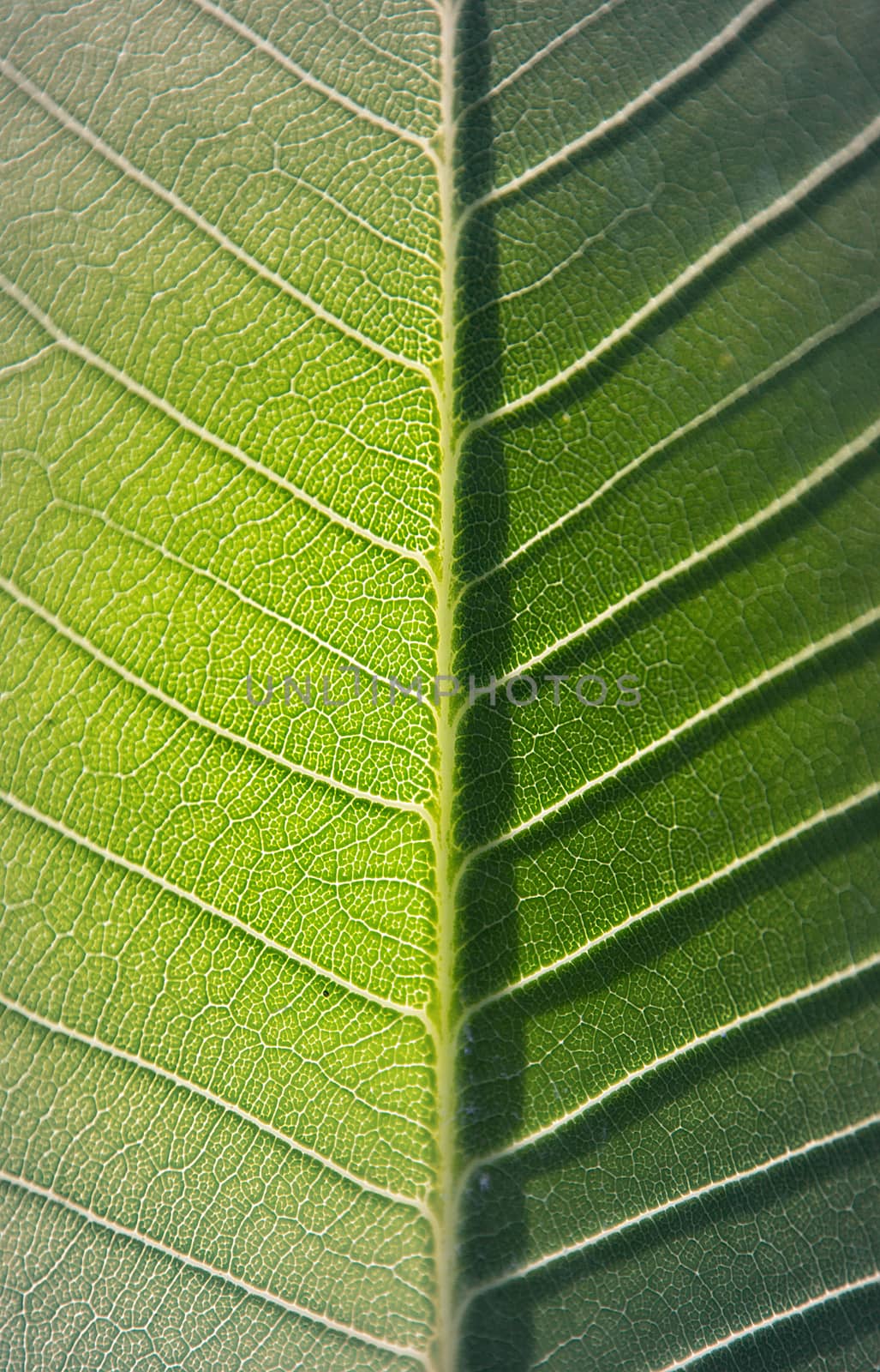 Abstract Green Leaf Background, Close-up Of Detail On Leaf Texture Background