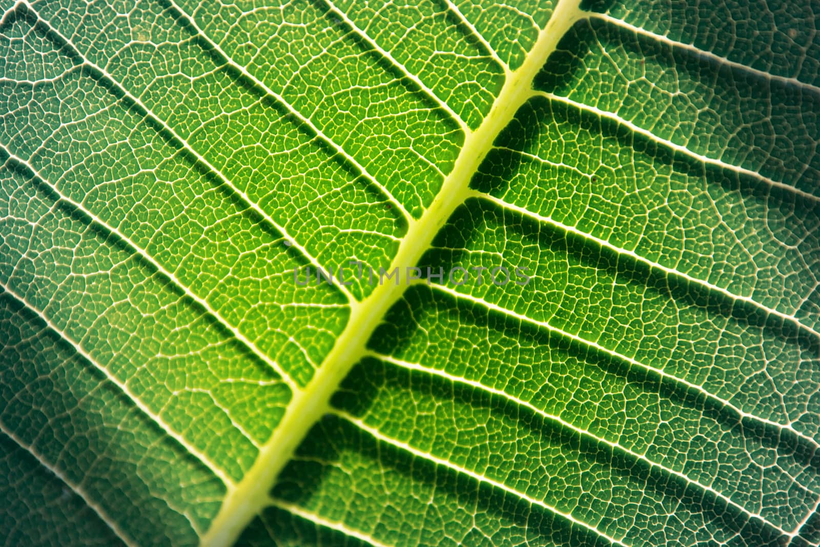 Abstract Green Leaf Background, Close-up Of Detail On Leaf Texture Background