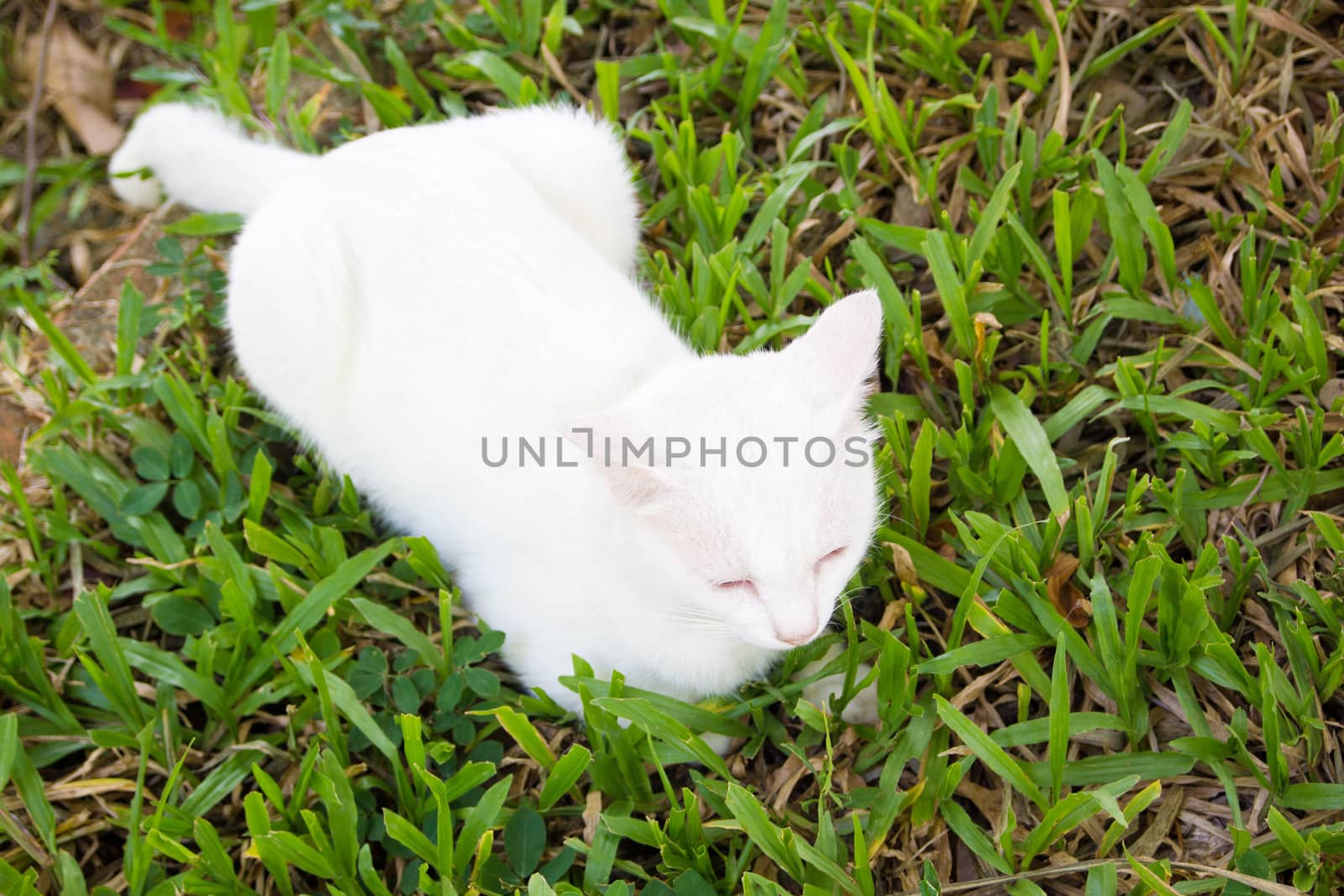 The Portrait Of White Colour Thai Cat With 2 Different Colored Eyes, Selective Focus, Cute Cat With Different Eyes, Heterochromia Iridum
