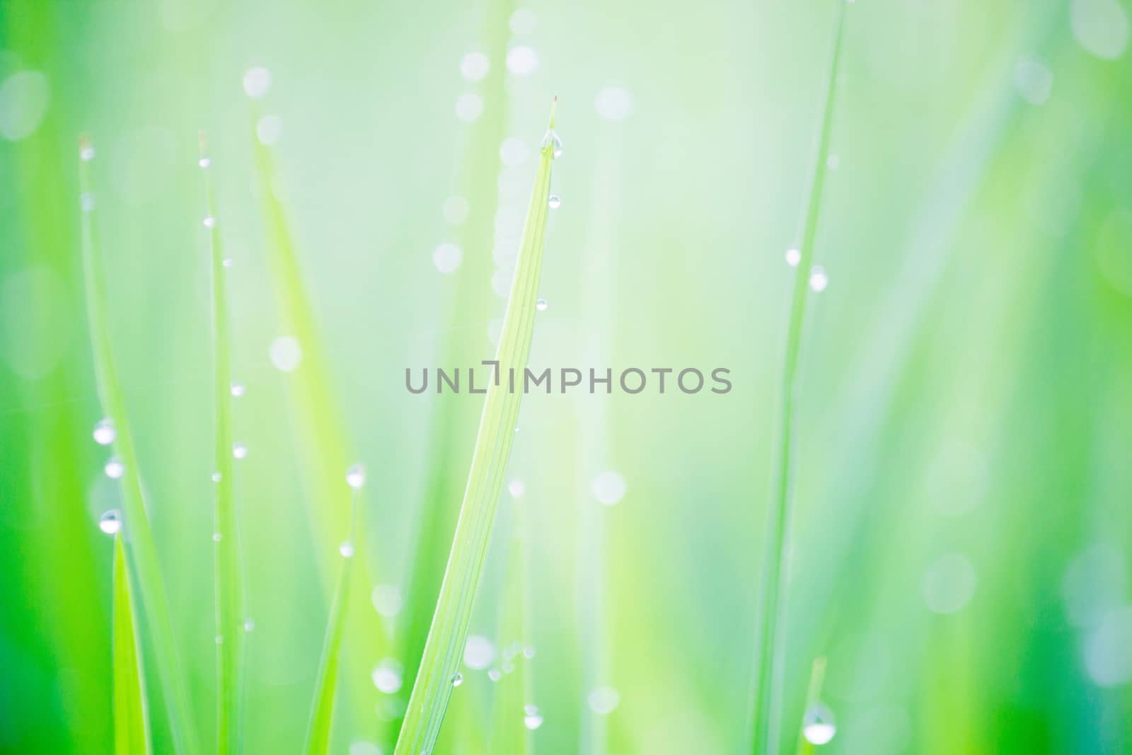 Beautiful Water Droplets On The Green Grass Shine In The Sunligh by rakoptonLPN