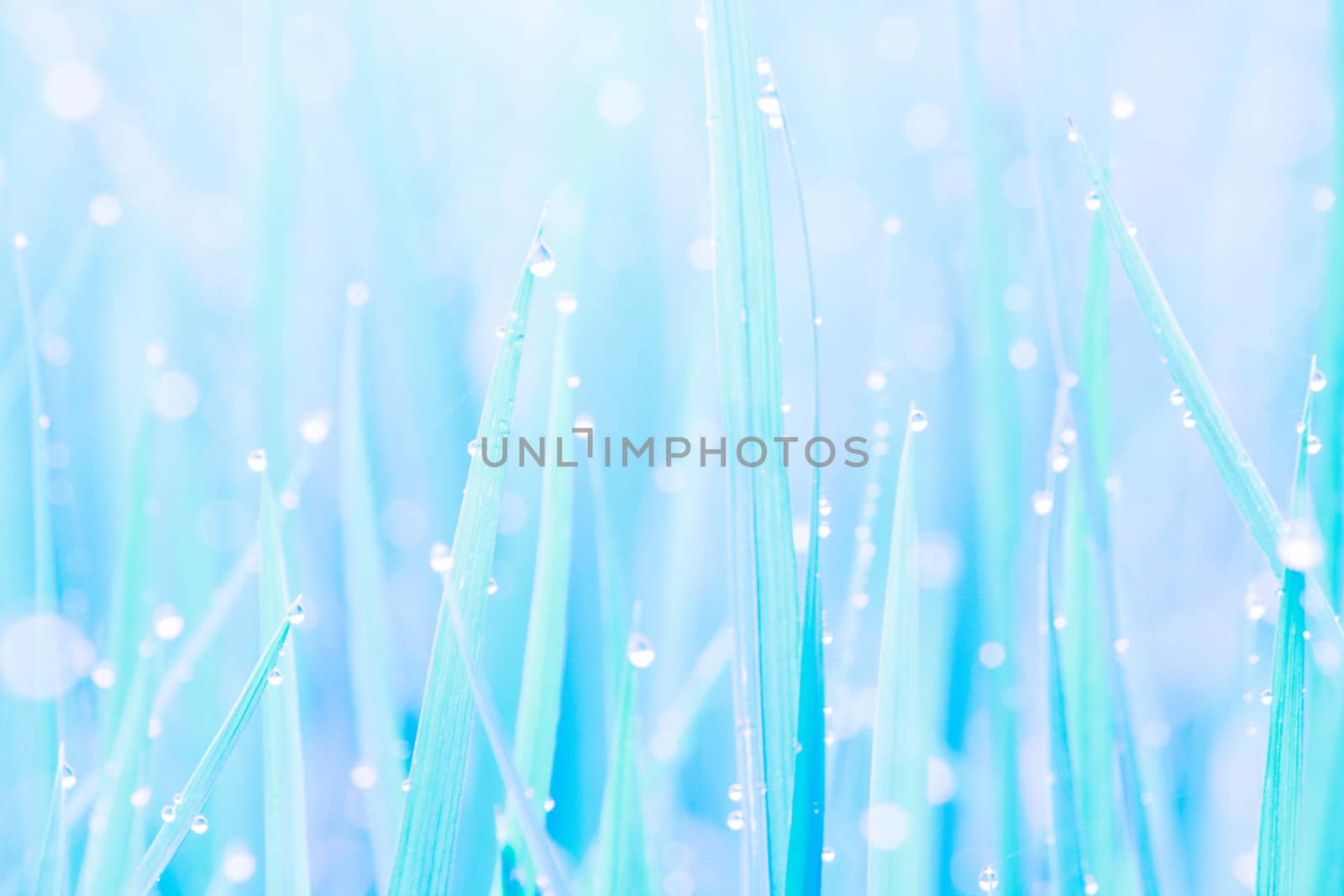 Beautiful Water Droplets On The Green Grass Shine In The Sunlight And Bokeh  Close-up Macro, Abstract Summer Nature Background With Drops Of Dew, Blue Tone Picture