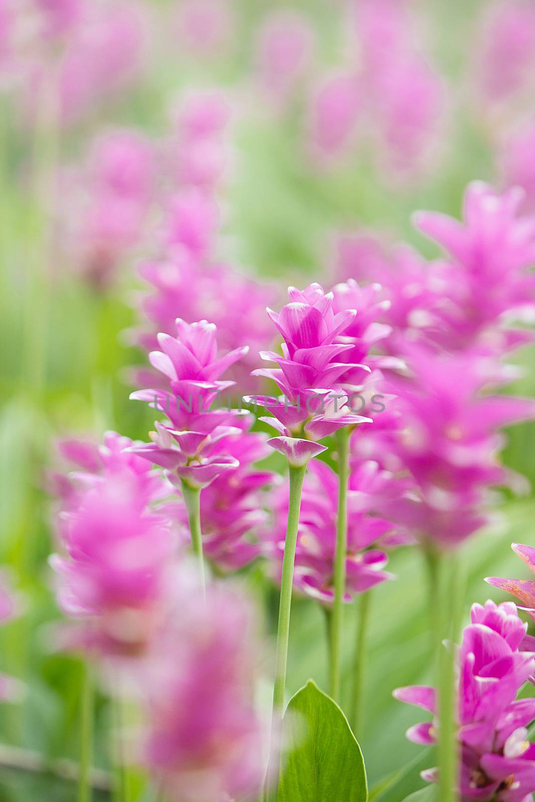 Curcuma Zanthorrhiza (Siam Tulip Curcuma Alismatifolia) Flower In The Nature With Soft Light.