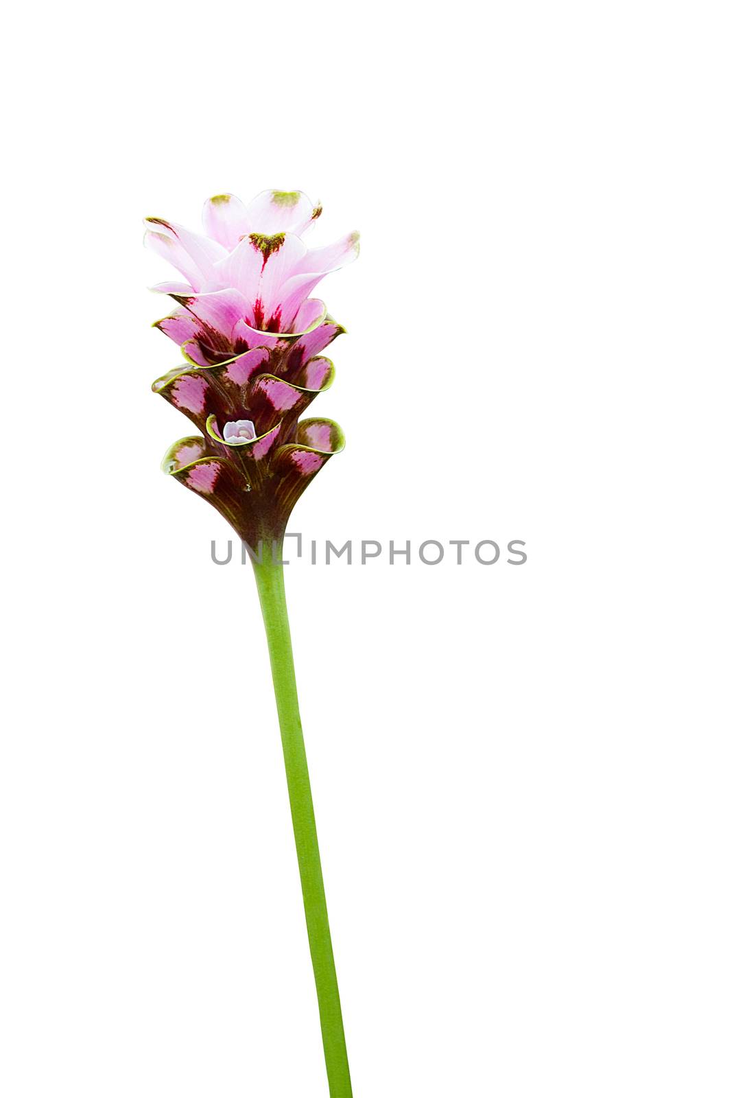 Curcuma Zanthorrhiza (Siam Tulip Curcuma Alismatifolia) Flower Isolated On White Background.