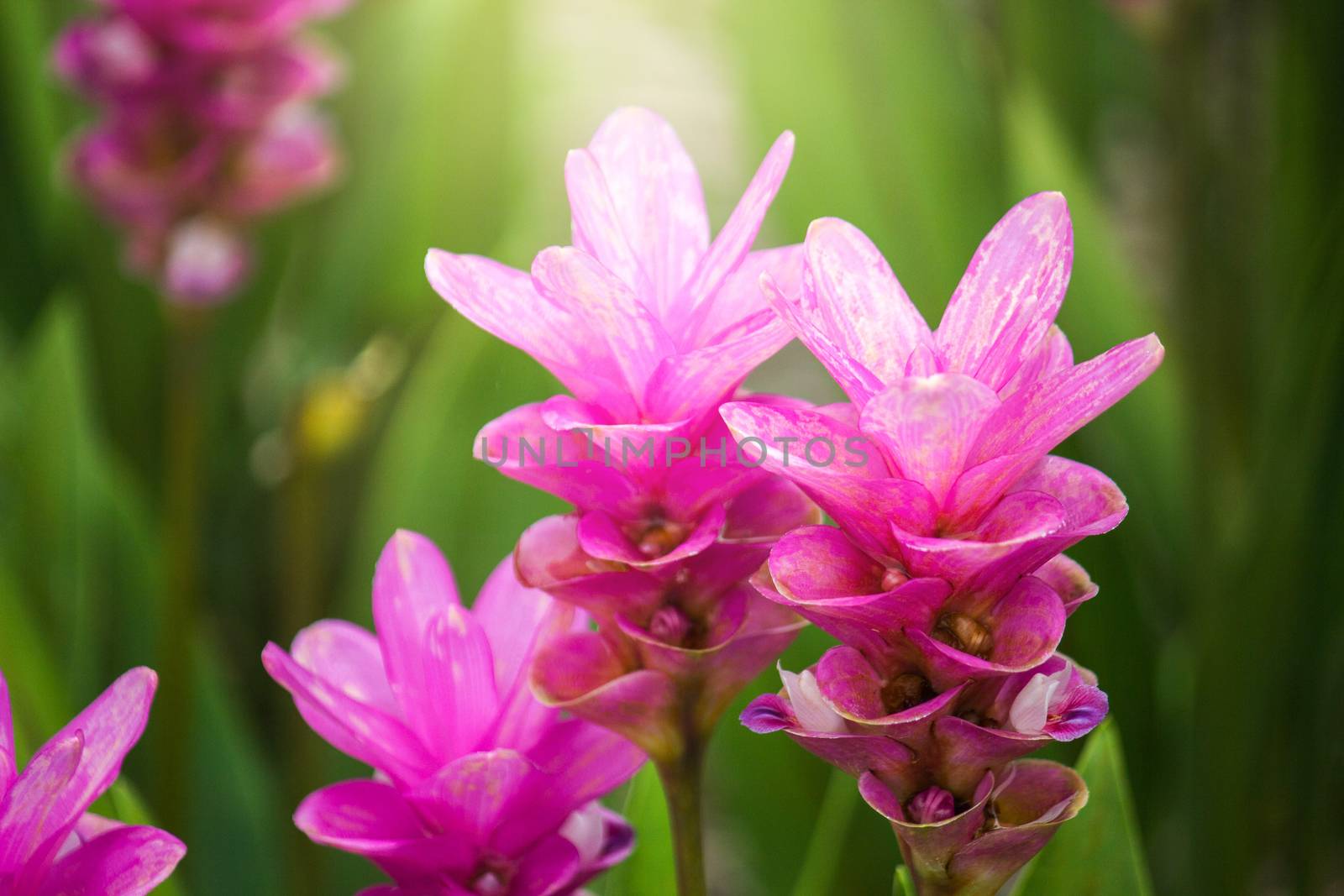 Curcuma Zanthorrhiza (Siam Tulip Curcuma Alismatifolia) Flower In The Nature With Soft Light.