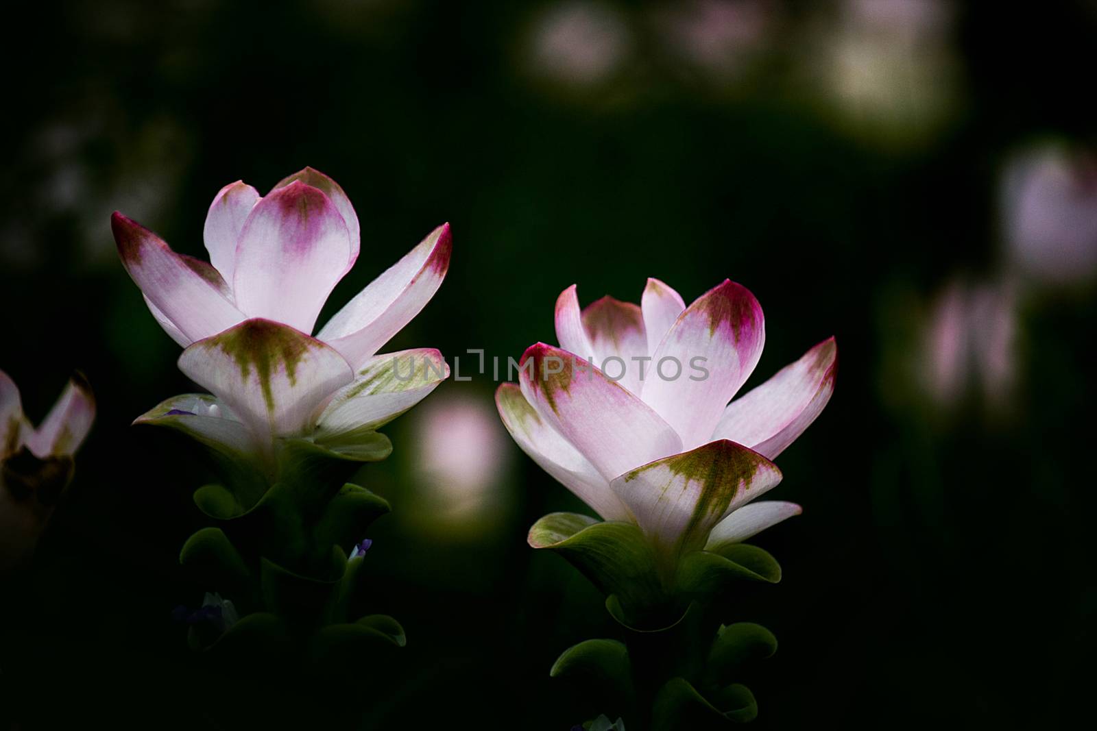 Curcuma Zanthorrhiza (Siam Tulip Curcuma Alismatifolia) Flower In The Nature With Soft Light.