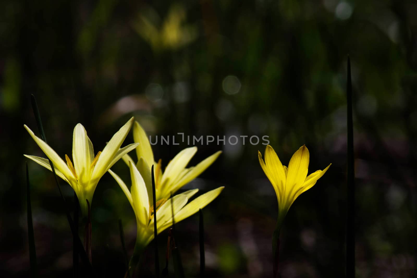 Beautiful Rain Lily Flower, Zephyranthes Lily Fairy Lily Little  by rakoptonLPN