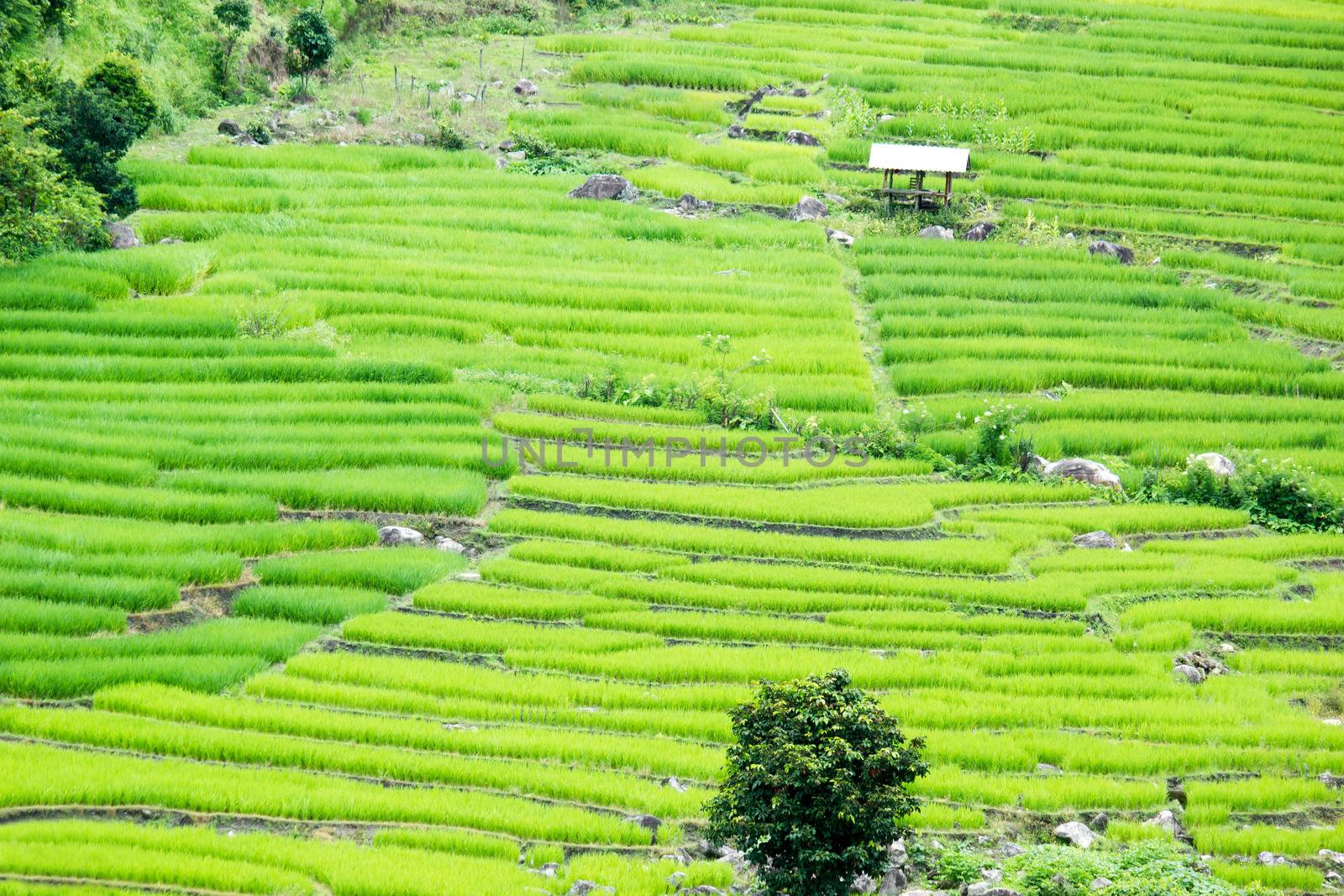 Rice Terrace At Ban Tien Pha, Mae Chaem, Chaing Mai, SouthEast Asia