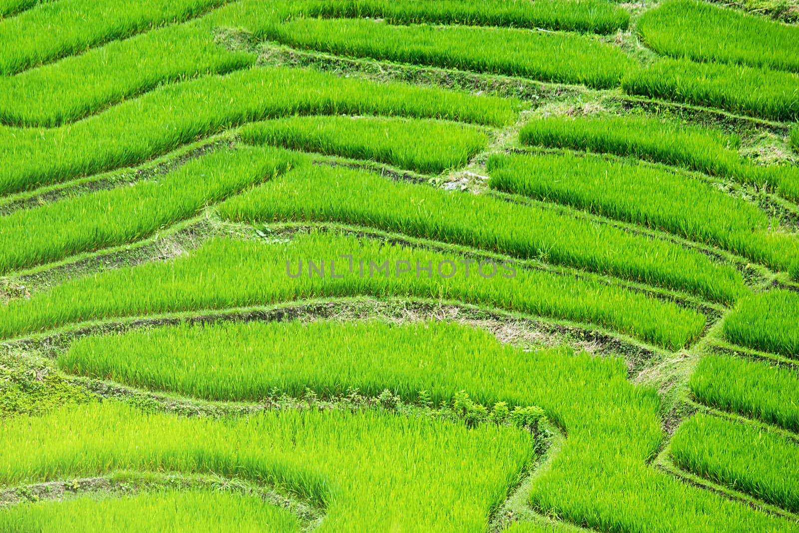 Rice Terrace At Ban Tien Pha, Mae Chaem, Chaing Mai, SouthEast A by rakoptonLPN