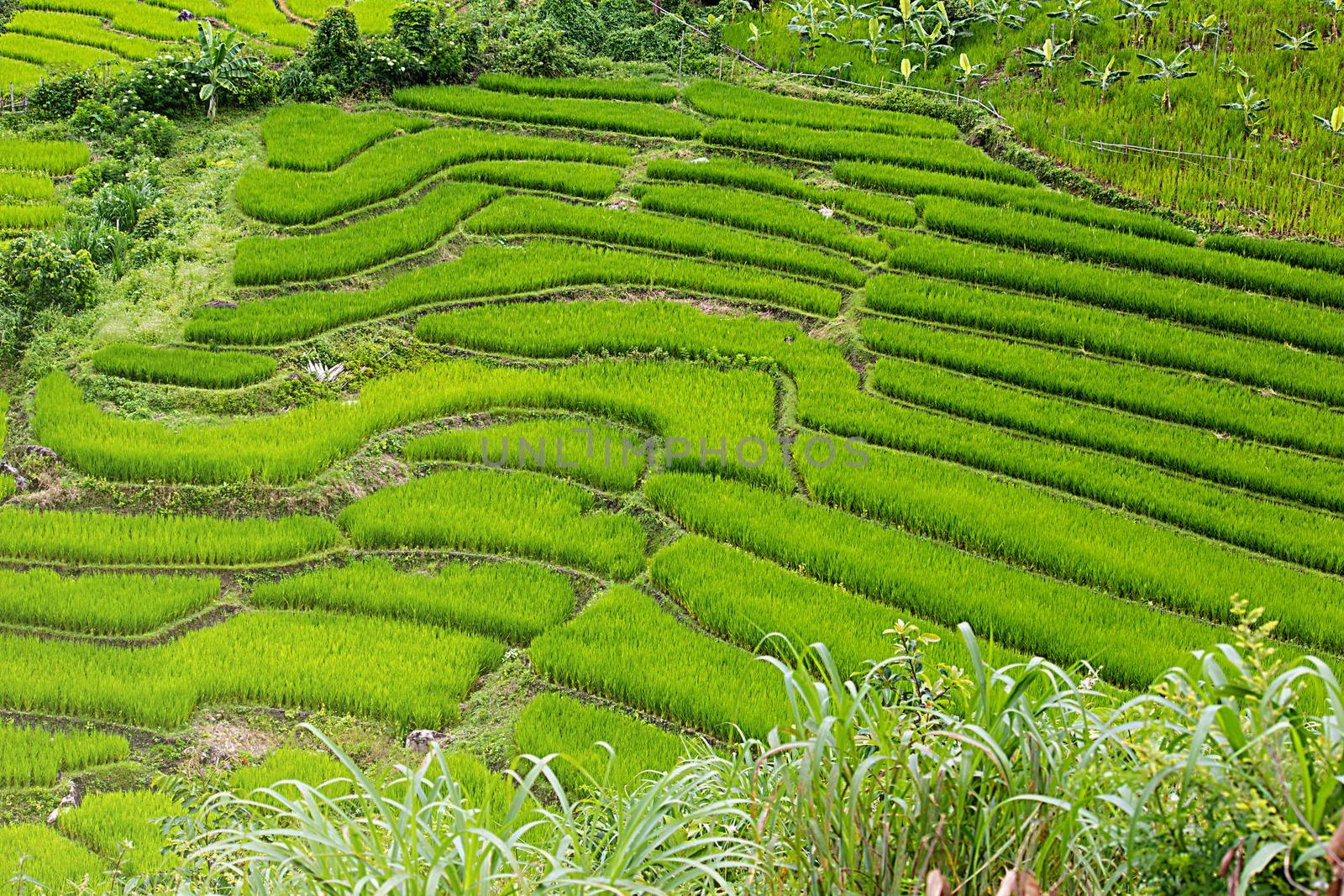 Rice Terrace At Ban Tien Pha, Mae Chaem, Chaing Mai, SouthEast A by rakoptonLPN