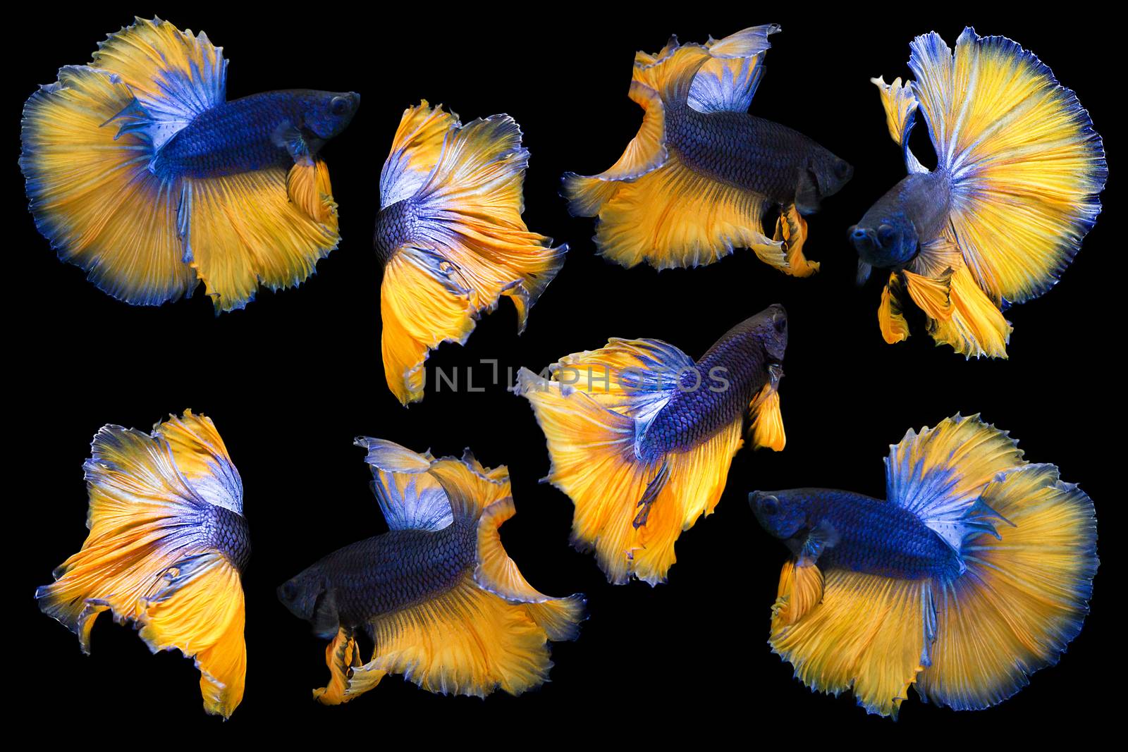 Collection Of Betta Fish Isolated On Black Background, Action Moving Moment Of Mustard Over Half Moon Betta, Siamese Fighting Fish