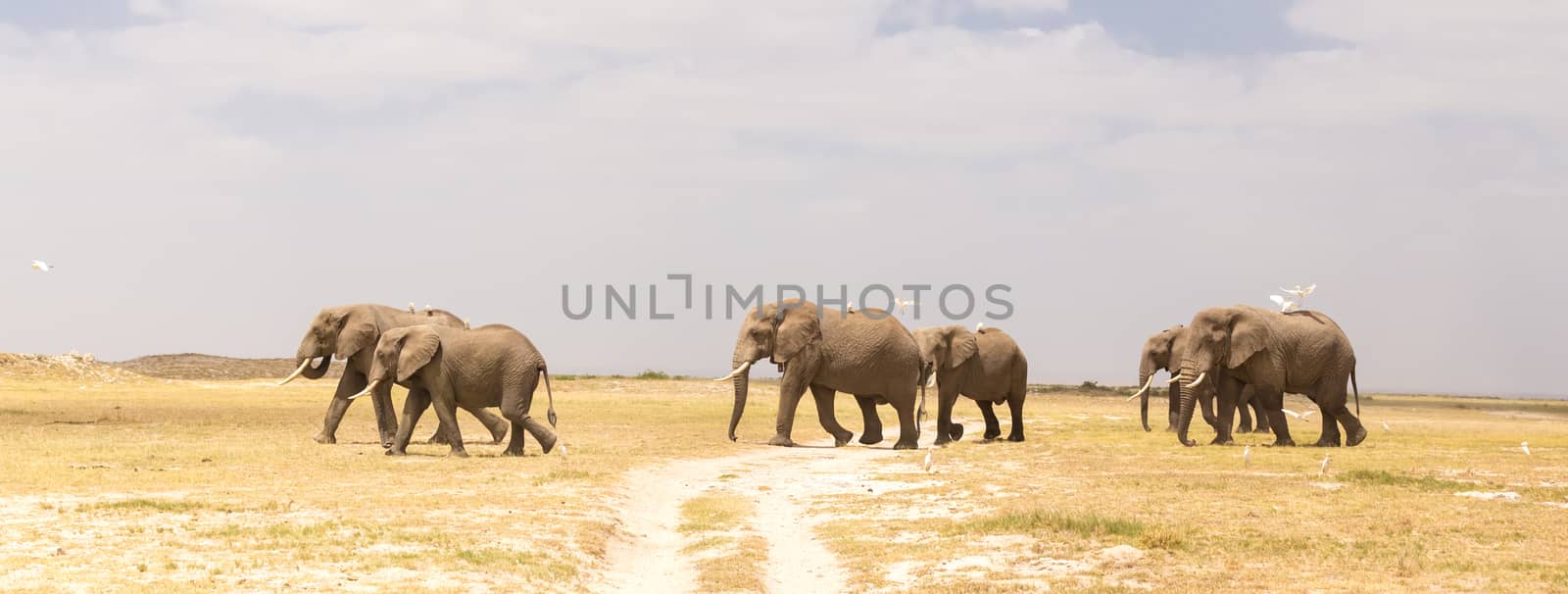 Herd of elephants crossing dirt road at Amboseli National Park, formerly Maasai Amboseli Game Reserve, is in Kajiado District, Rift Valley Province in Kenya.