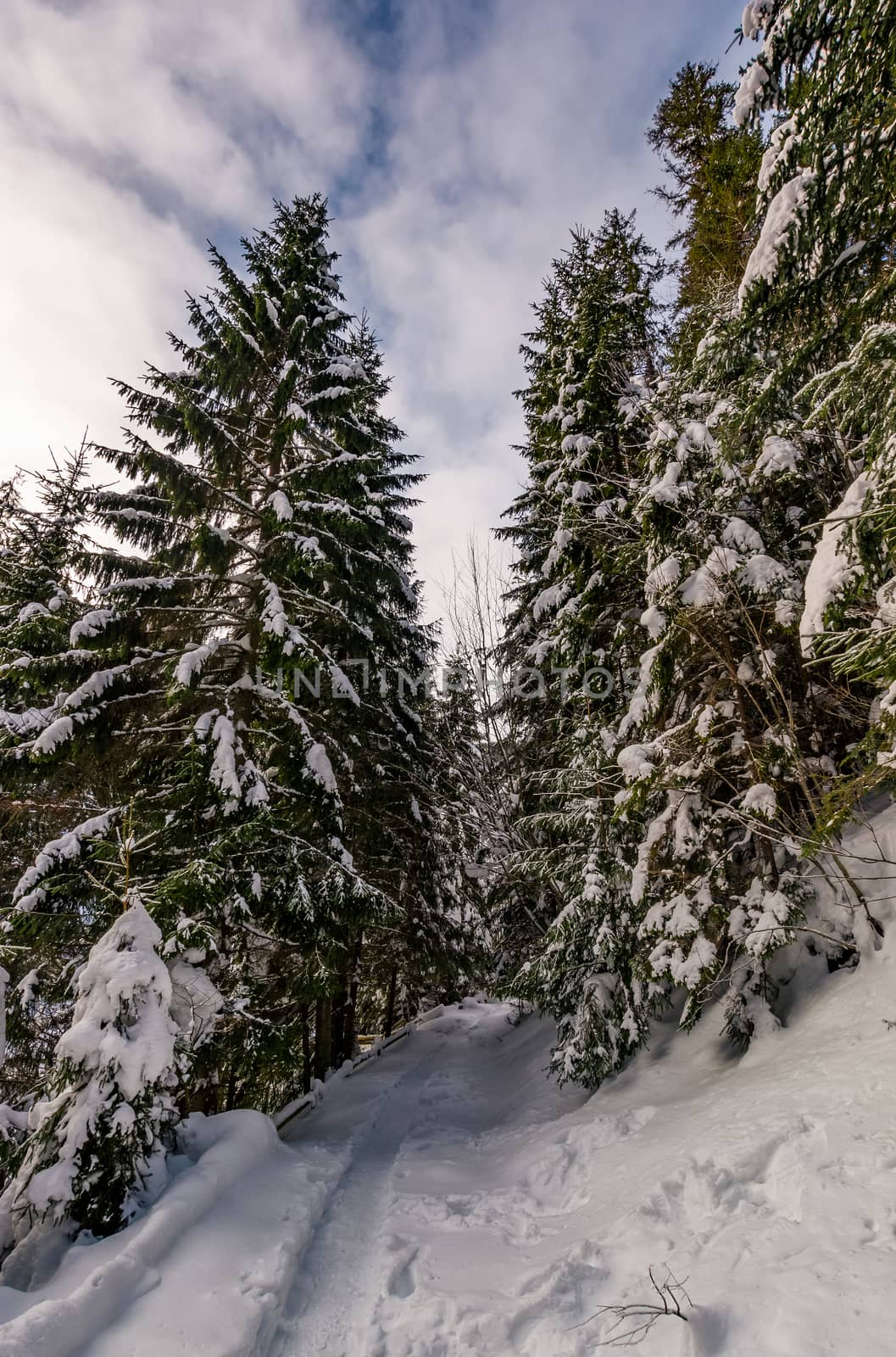 path through spruce forest in winter by Pellinni