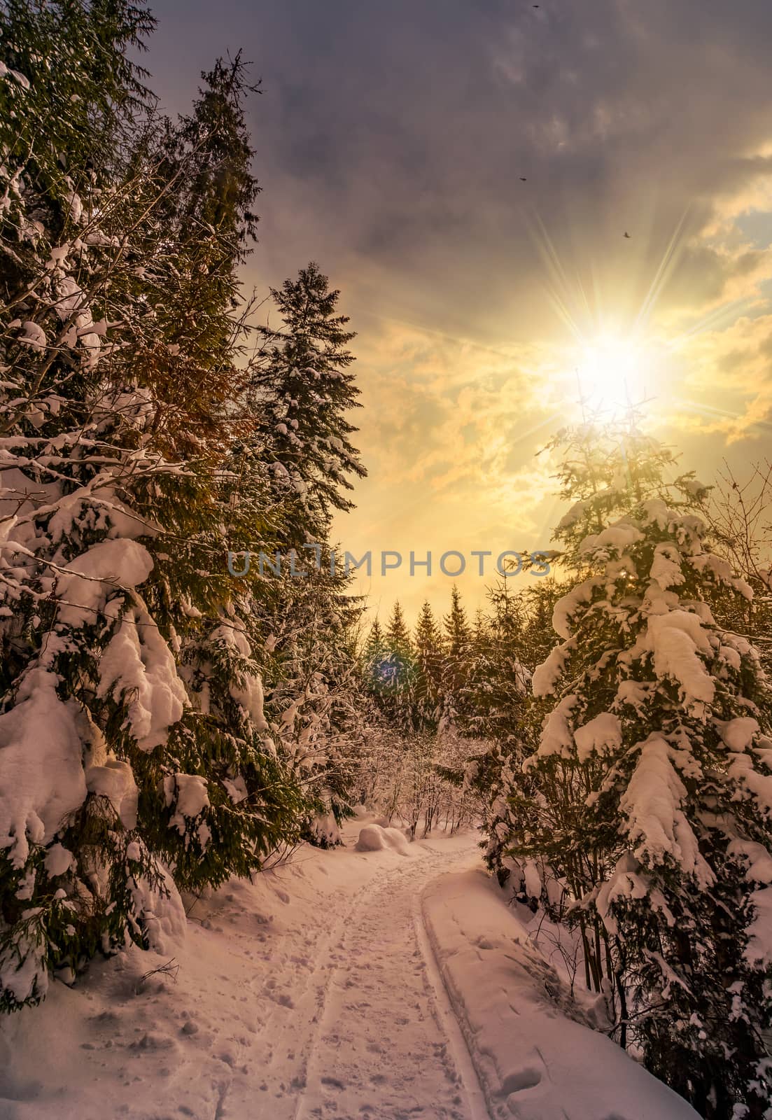 path through spruce forest in winter at sunset by Pellinni