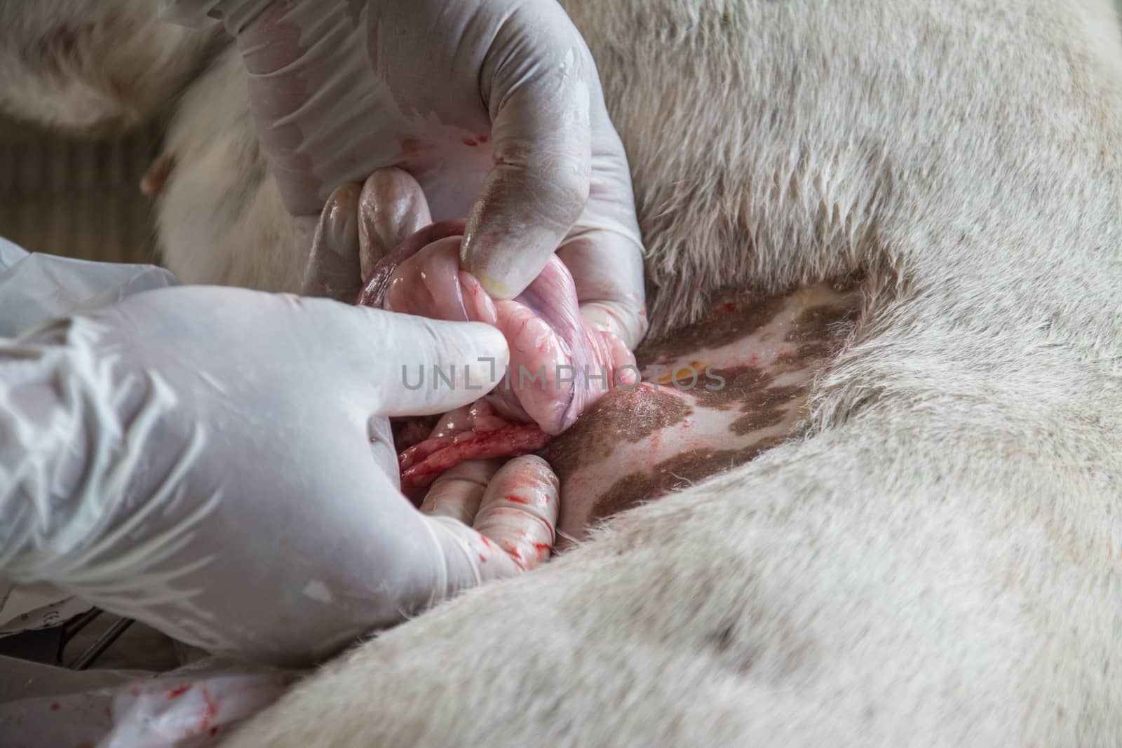 Sterilization of animals, veterinary surgery. Sterilization by veterinarians in the dog.