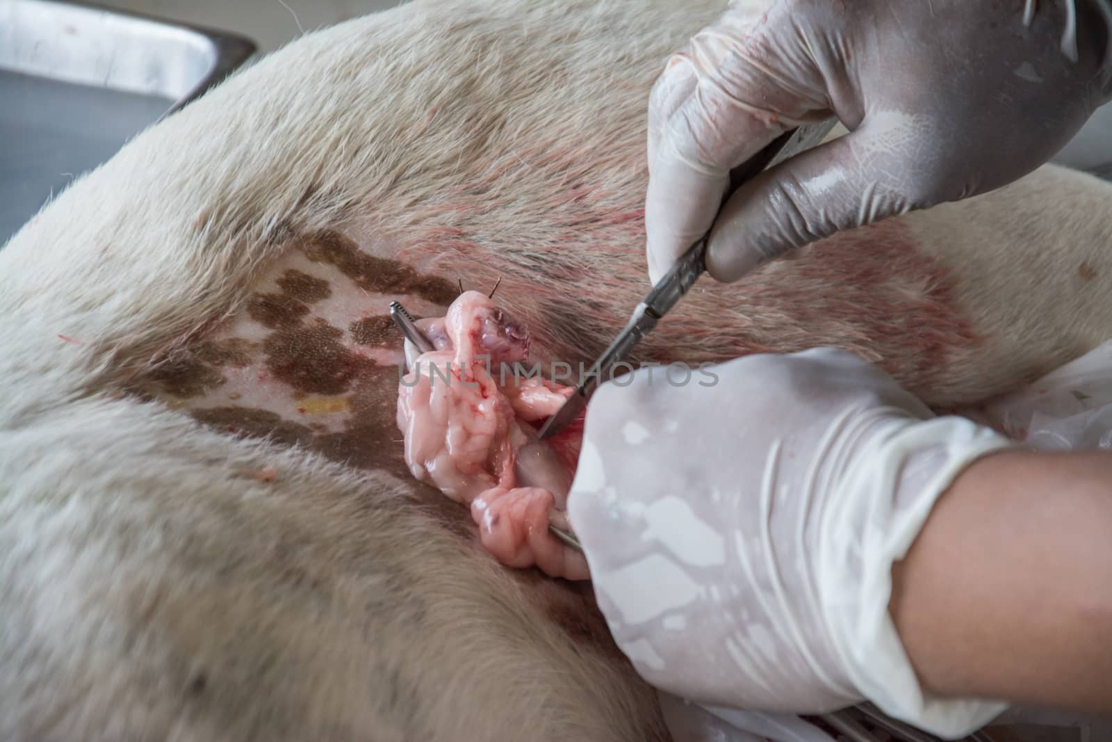 Sterilization of animals, veterinary surgery. Sterilization by veterinarians in the dog.