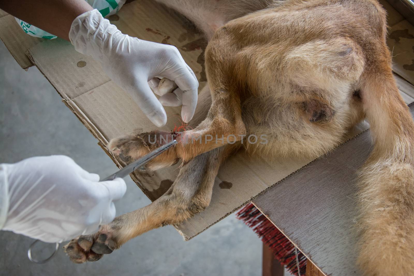 Veterinarian surgery dog leg by yaryhee