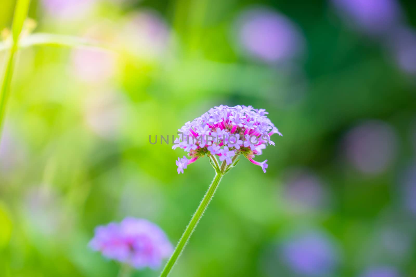 The background image of the colorful flowers by teerawit