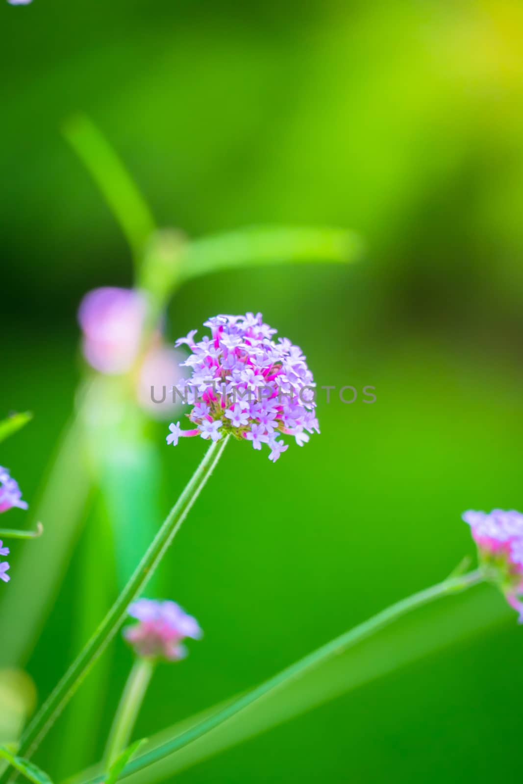 The background image of the colorful flowers by teerawit