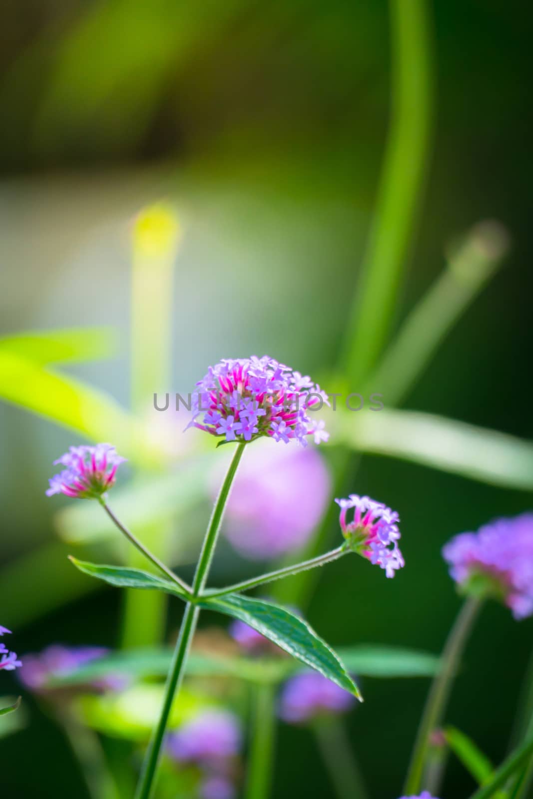 The background image of the colorful flowers, background nature