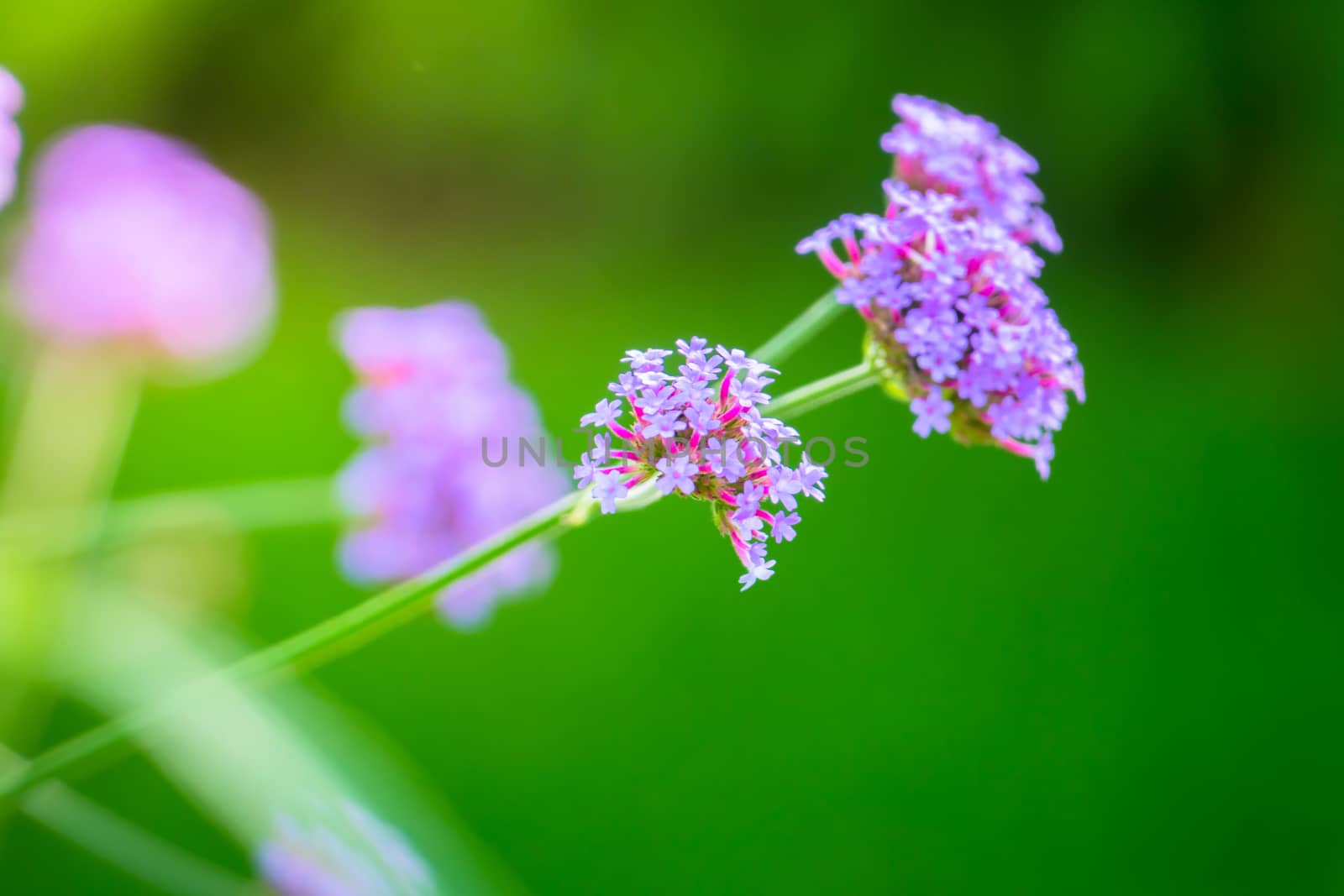 The background image of the colorful flowers by teerawit