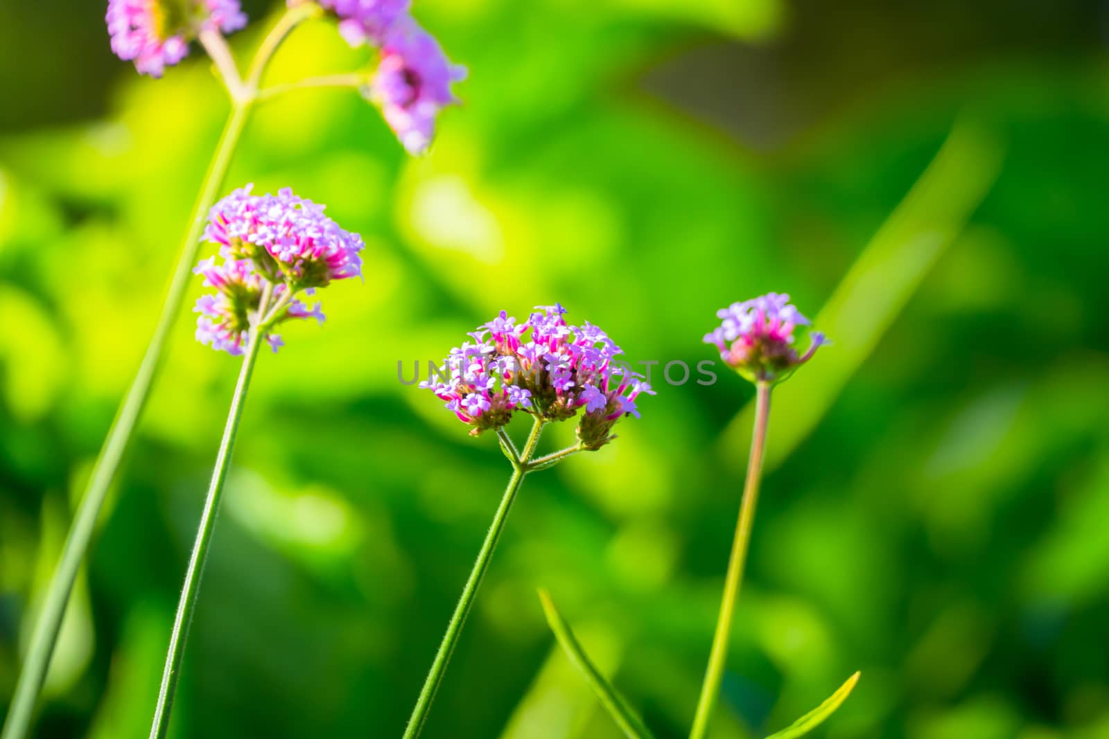 The background image of the colorful flowers by teerawit