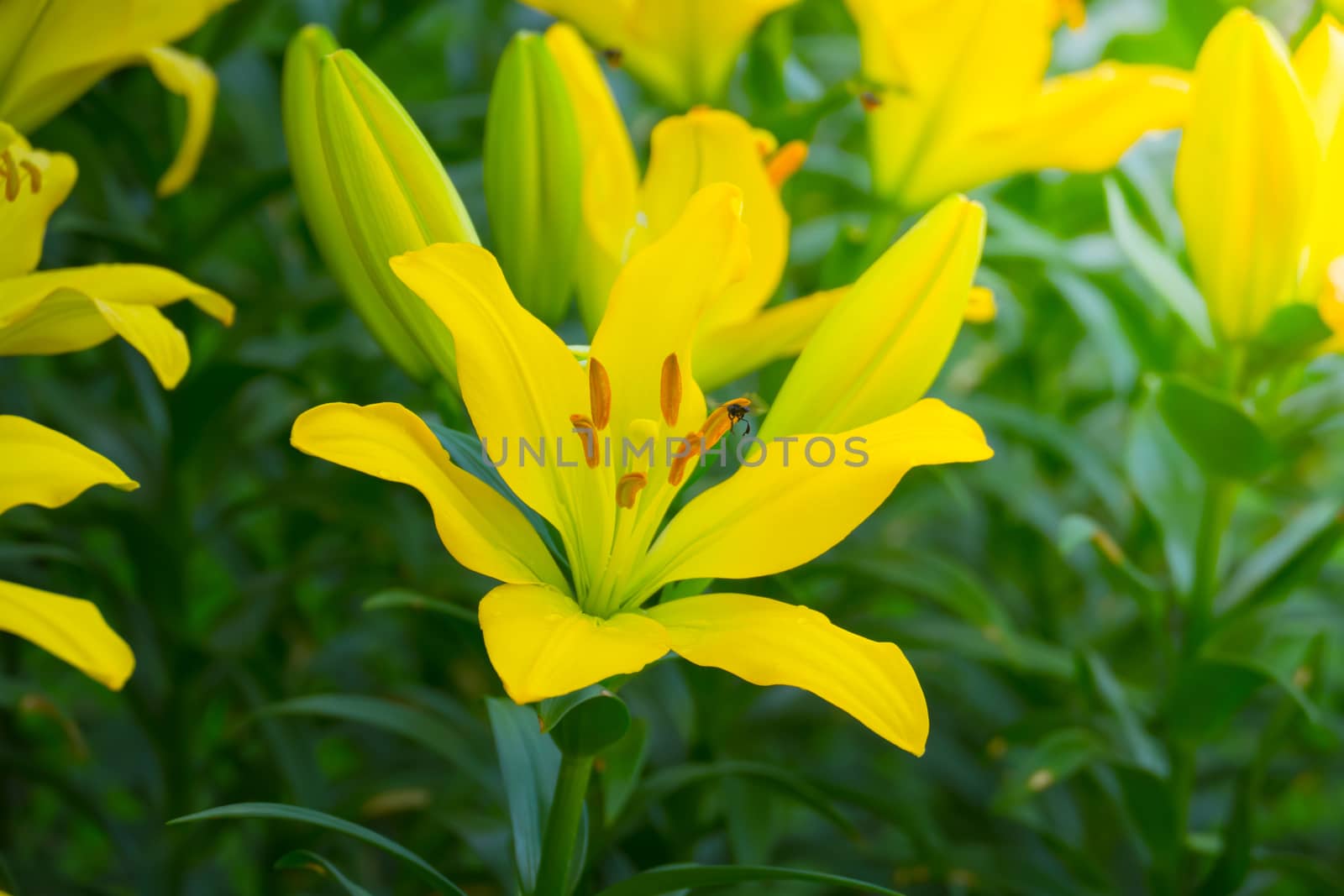 The background image of the colorful flowers by teerawit