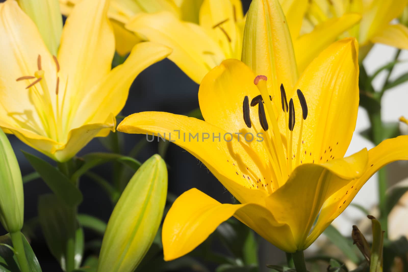 The background image of the colorful flowers by teerawit