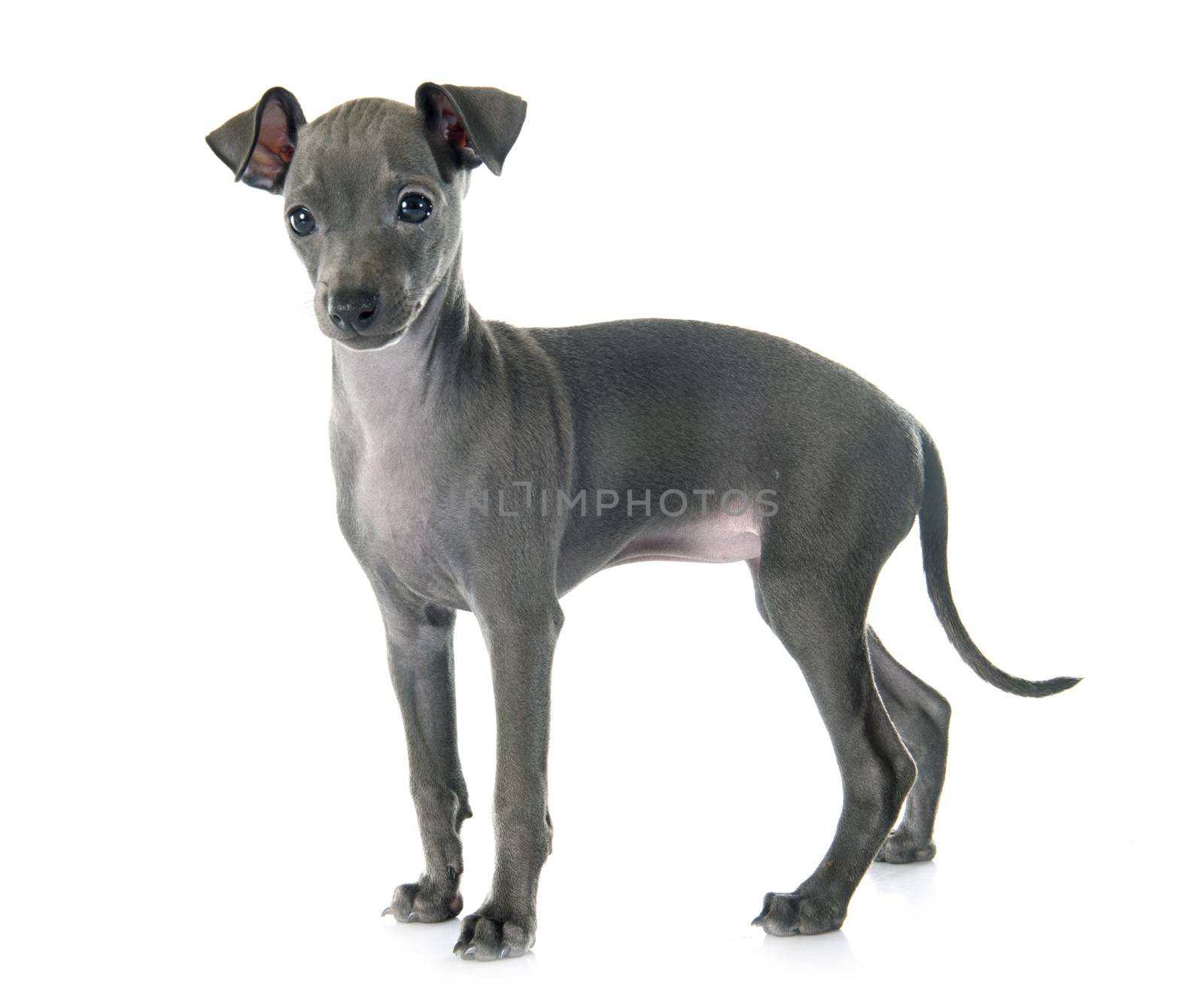 puppy italian greyhound by cynoclub