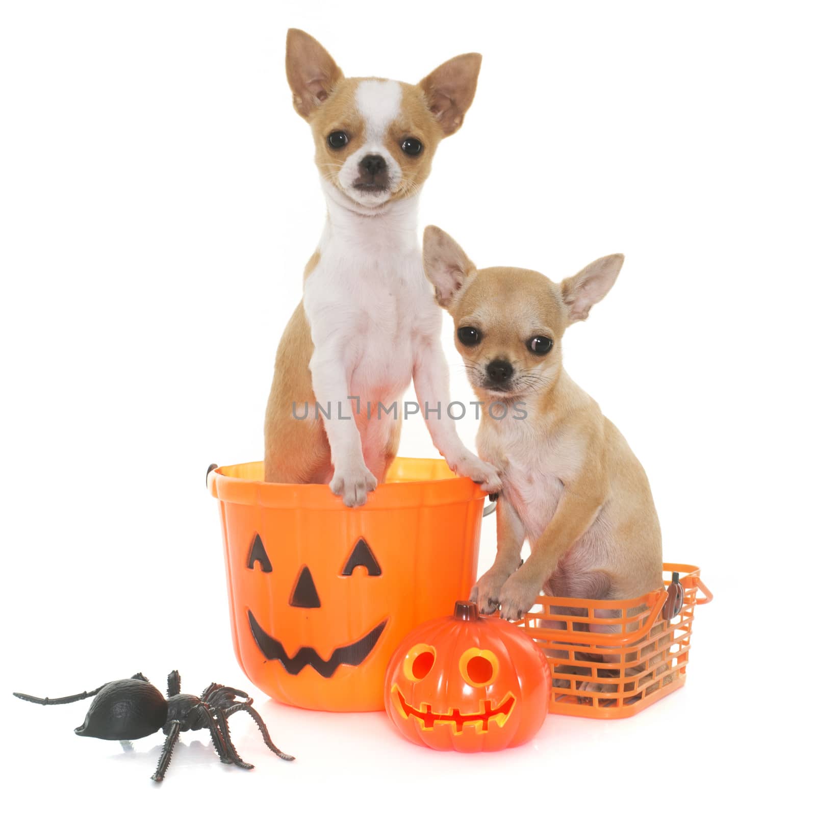 puppies chihuahua for halloween in front of white background