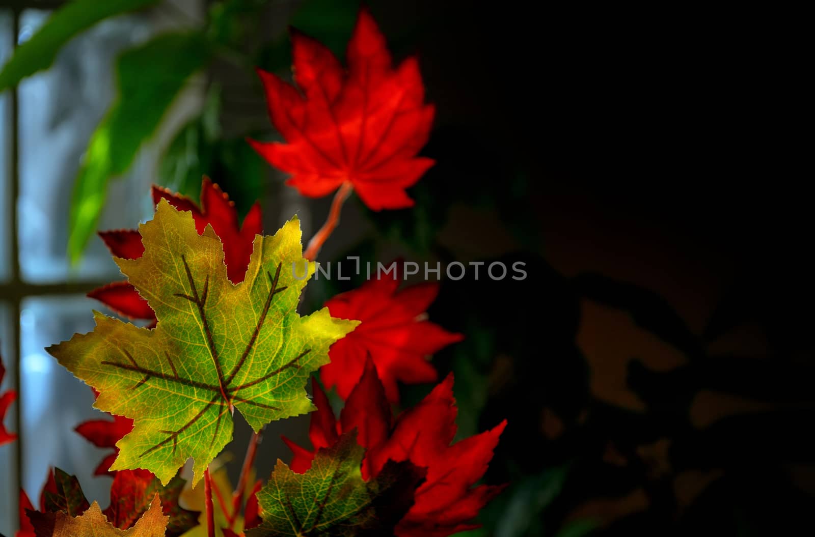 Autumnal maple leaves near windows