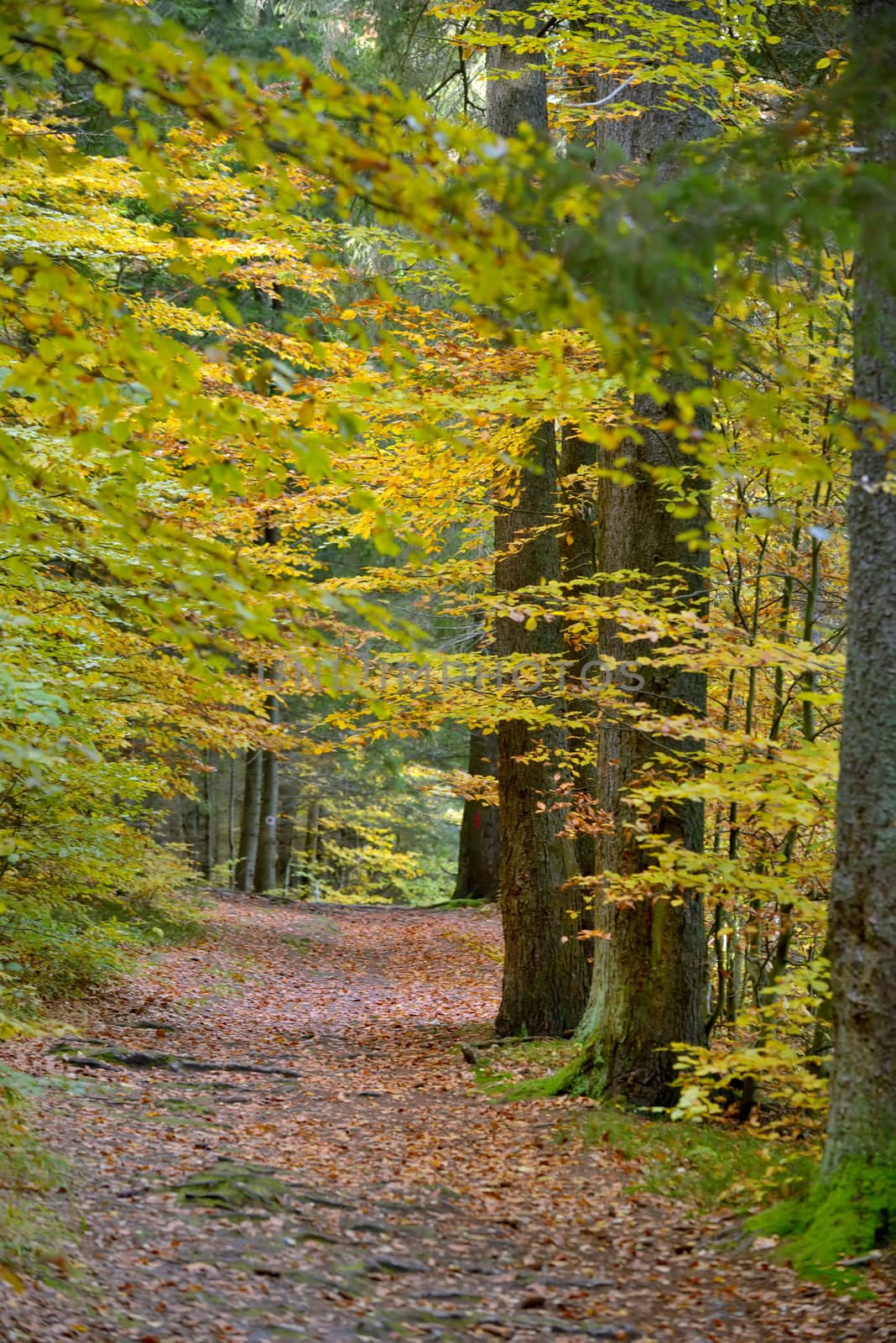 Pathway autumn forest by mady70