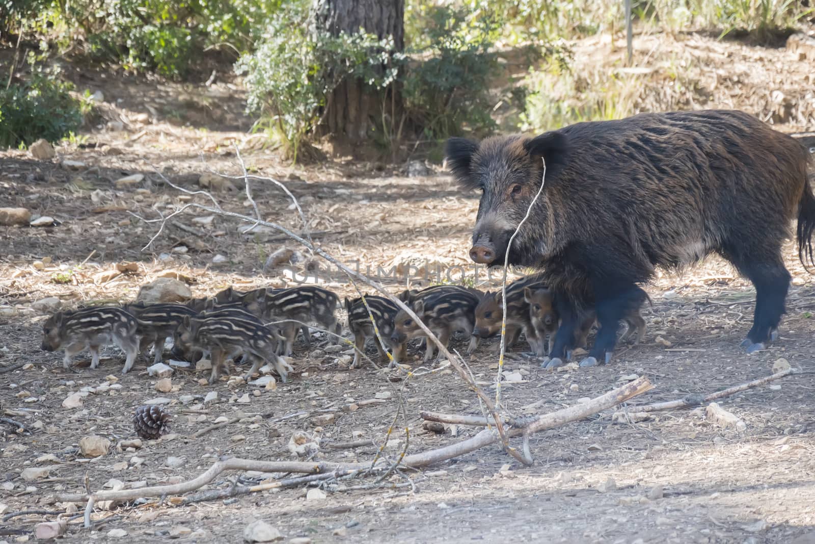 Many young wild boar around her mother in Cazorla, Jaen, Spain by max8xam
