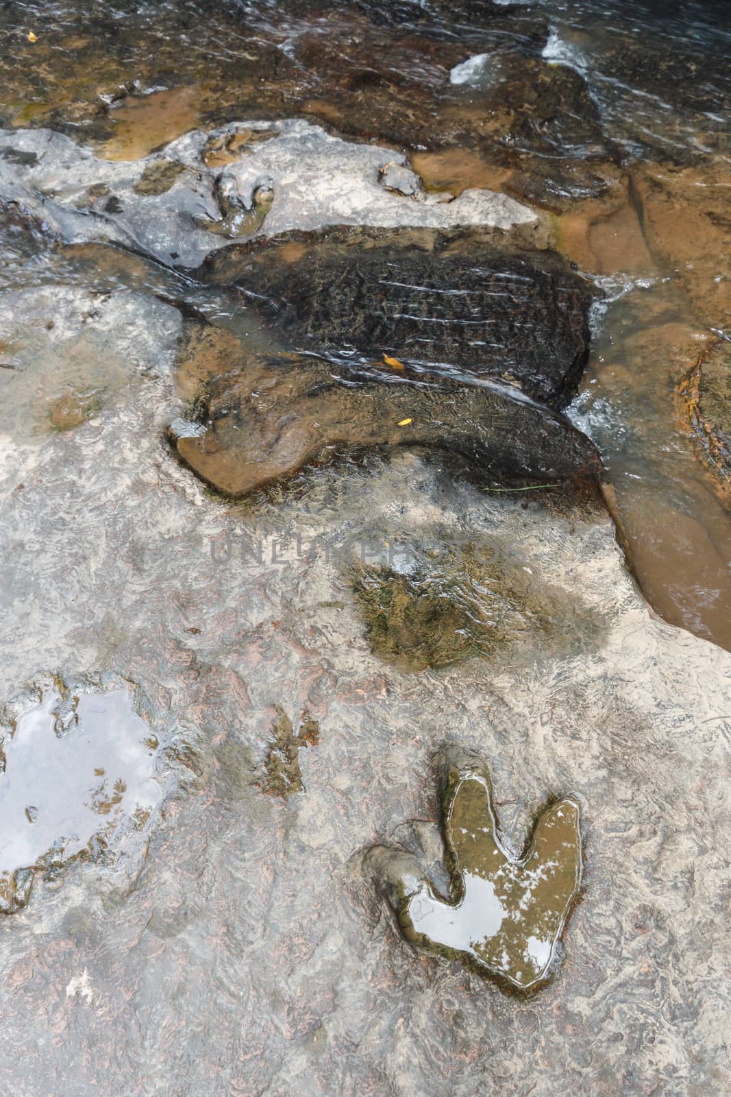 Footprint of dinosaur ( Carnotaurus ) on ground near stream at Phu Faek national forest park , Kalasin ,Thailand . Water logged on it by stockdevil