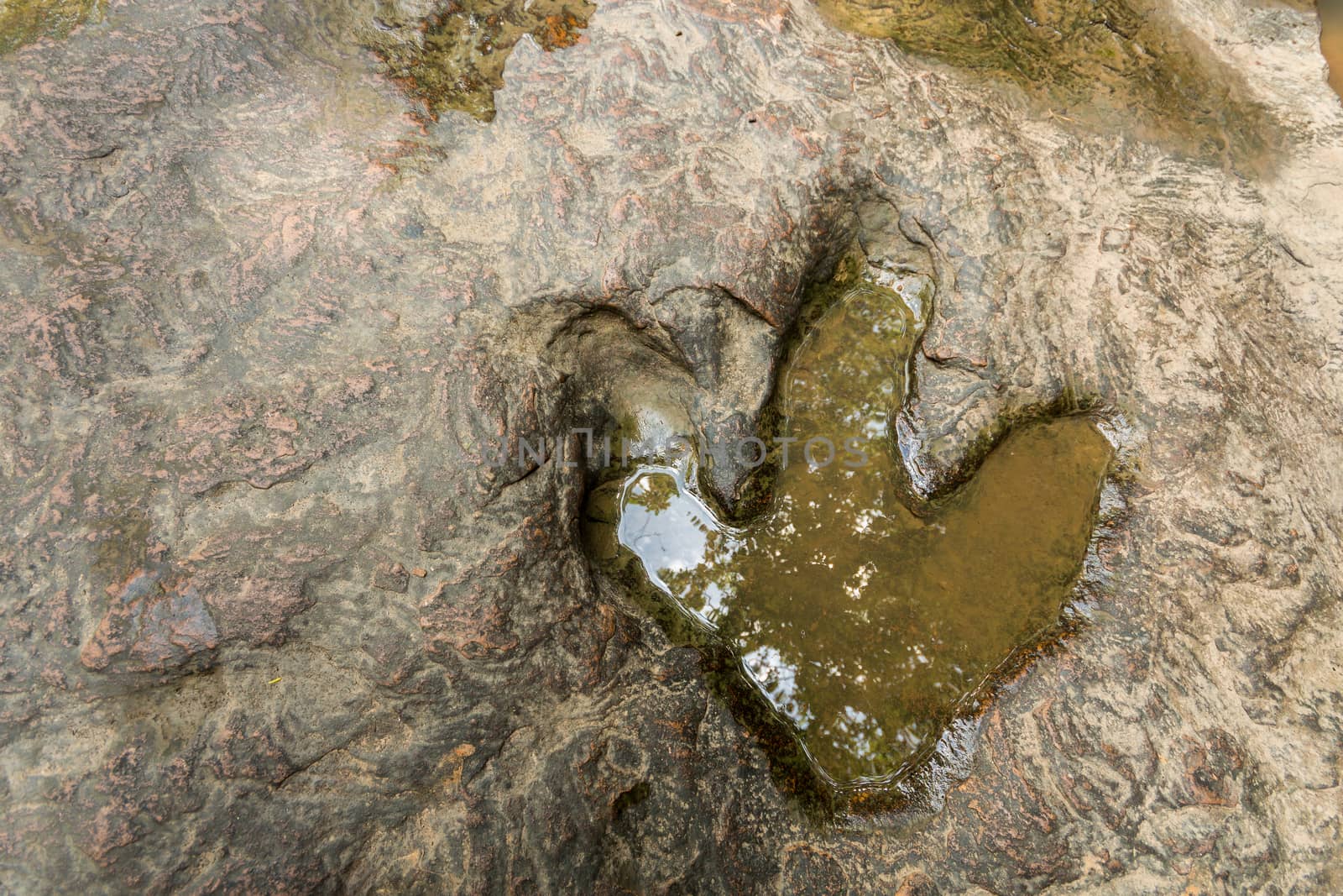 Footprint of dinosaur ( Carnotaurus ) on ground near stream at Phu Faek national forest park , Kalasin ,Thailand . Water logged on it .