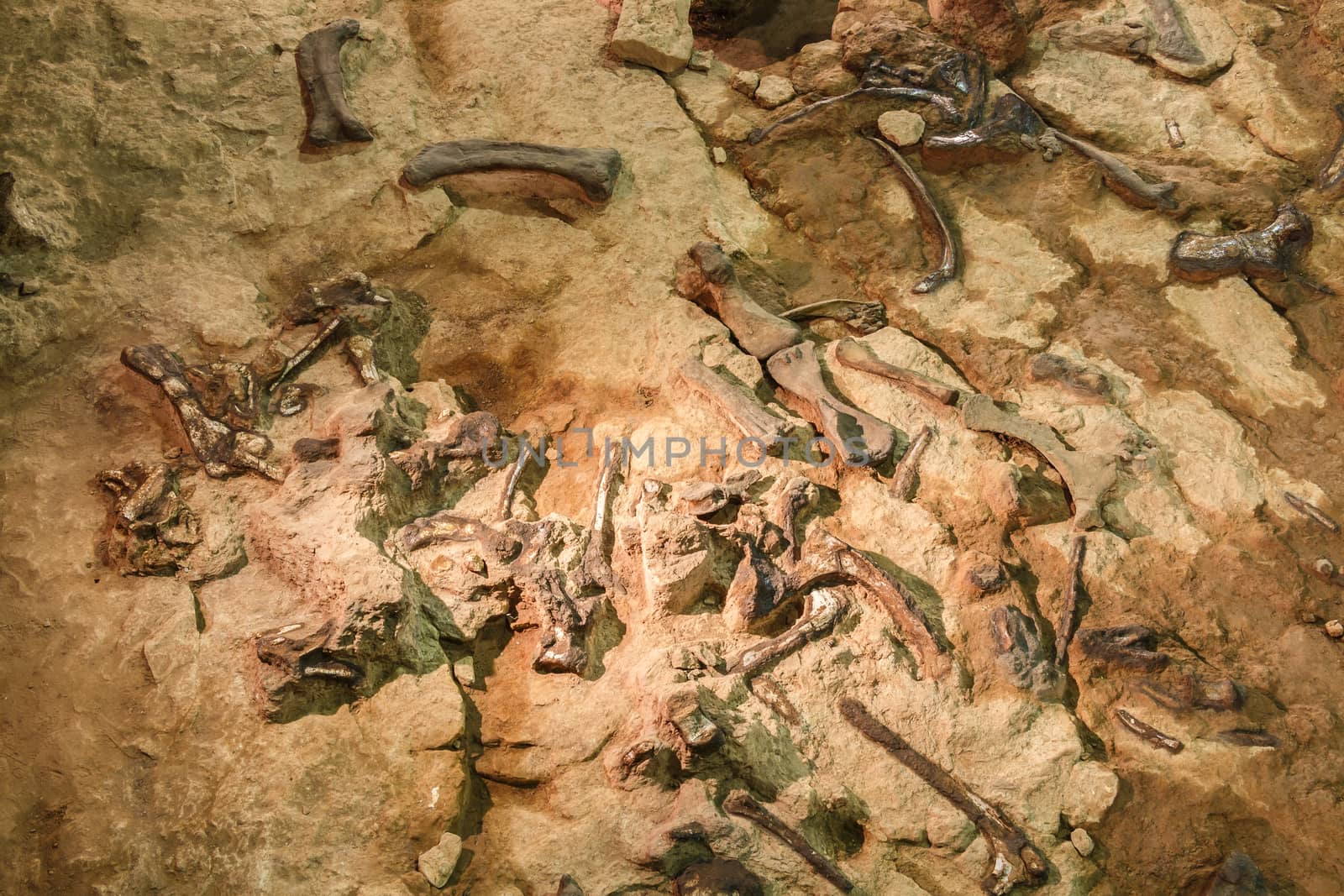 Fossil of Phuwiangosaurus sirindhornae at Sirindhorn Museum , Kalasin , Thailand . ( Near complete fossil ) by stockdevil